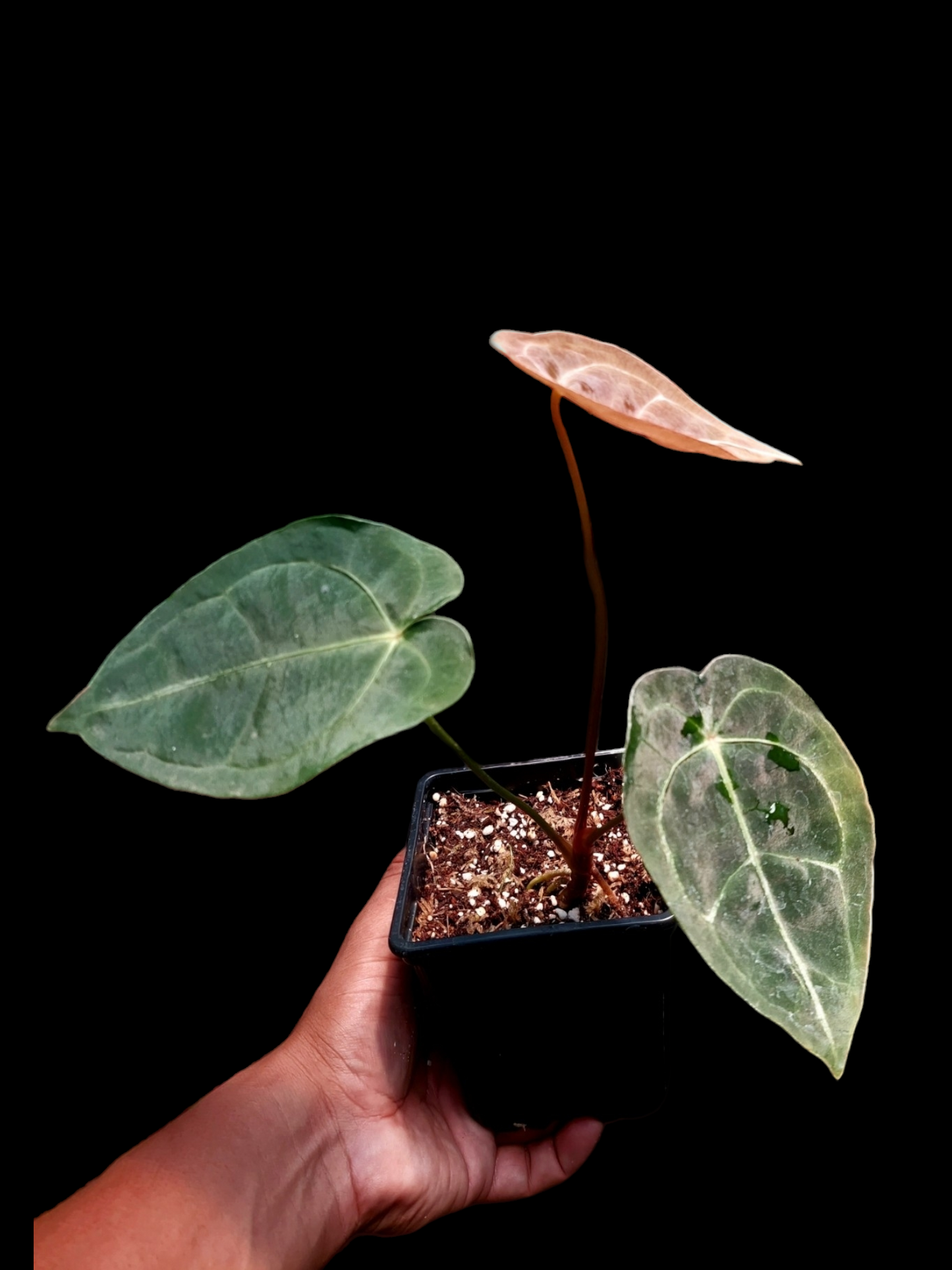 Anthurium Regale x Forgetii