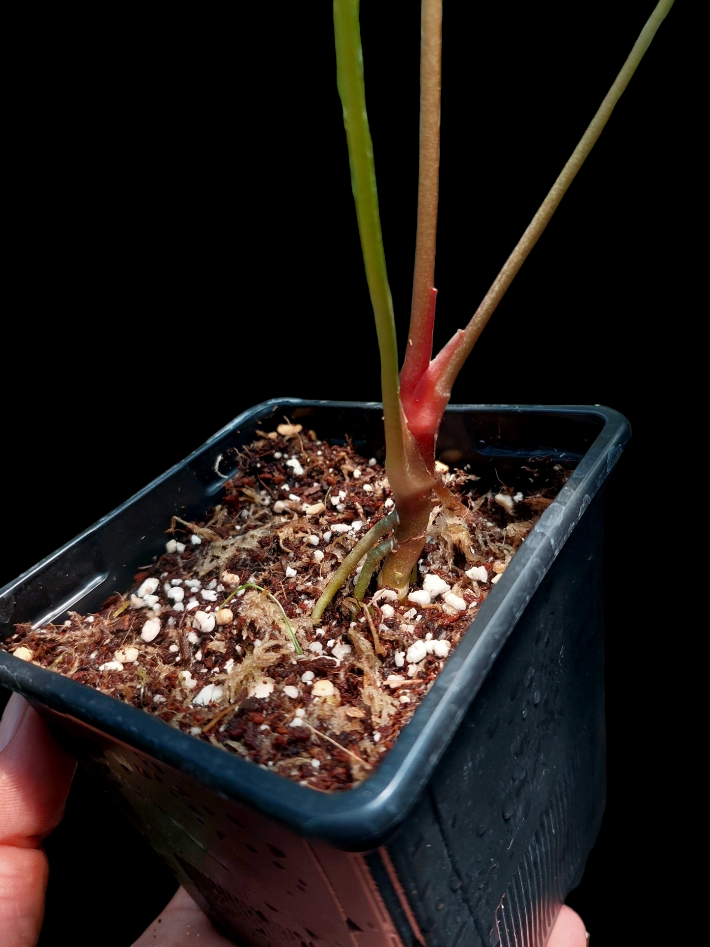 Anthurium Regale x Forgetii