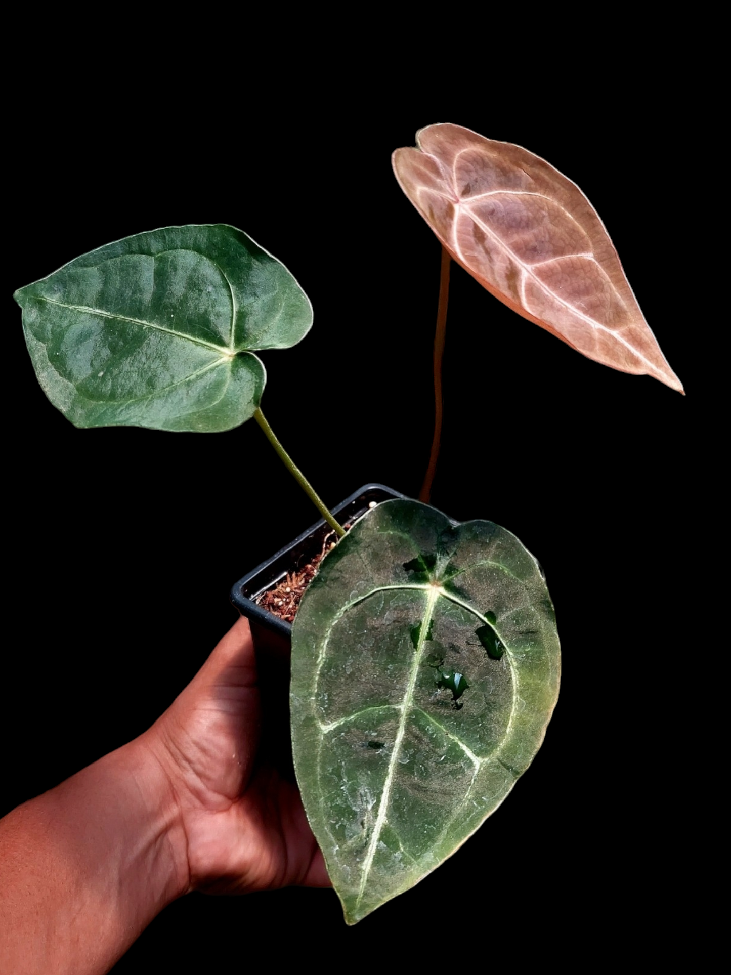 Anthurium Regale x Forgetii