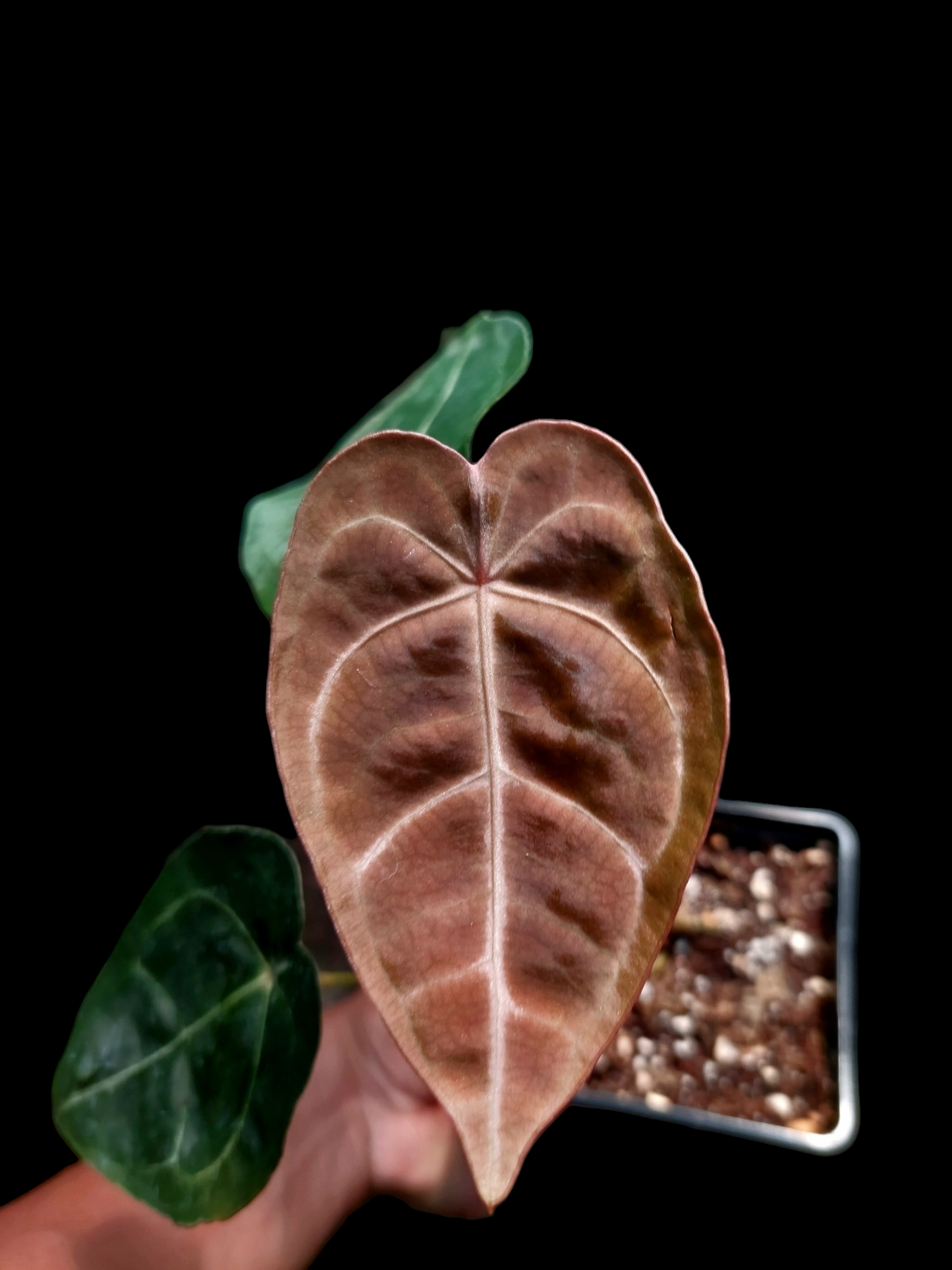 Anthurium Regale x Forgetii