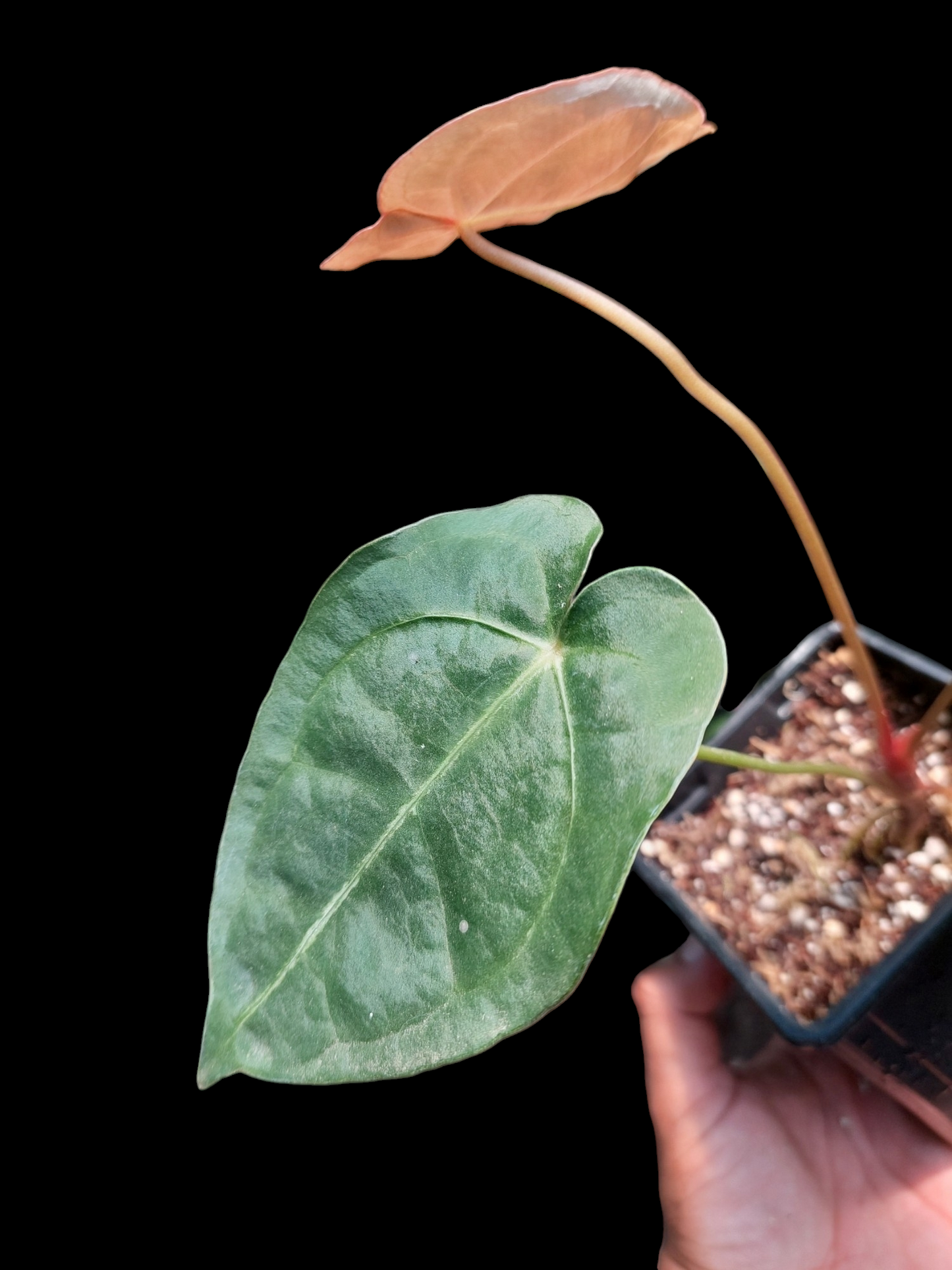 Anthurium Regale x Forgetii