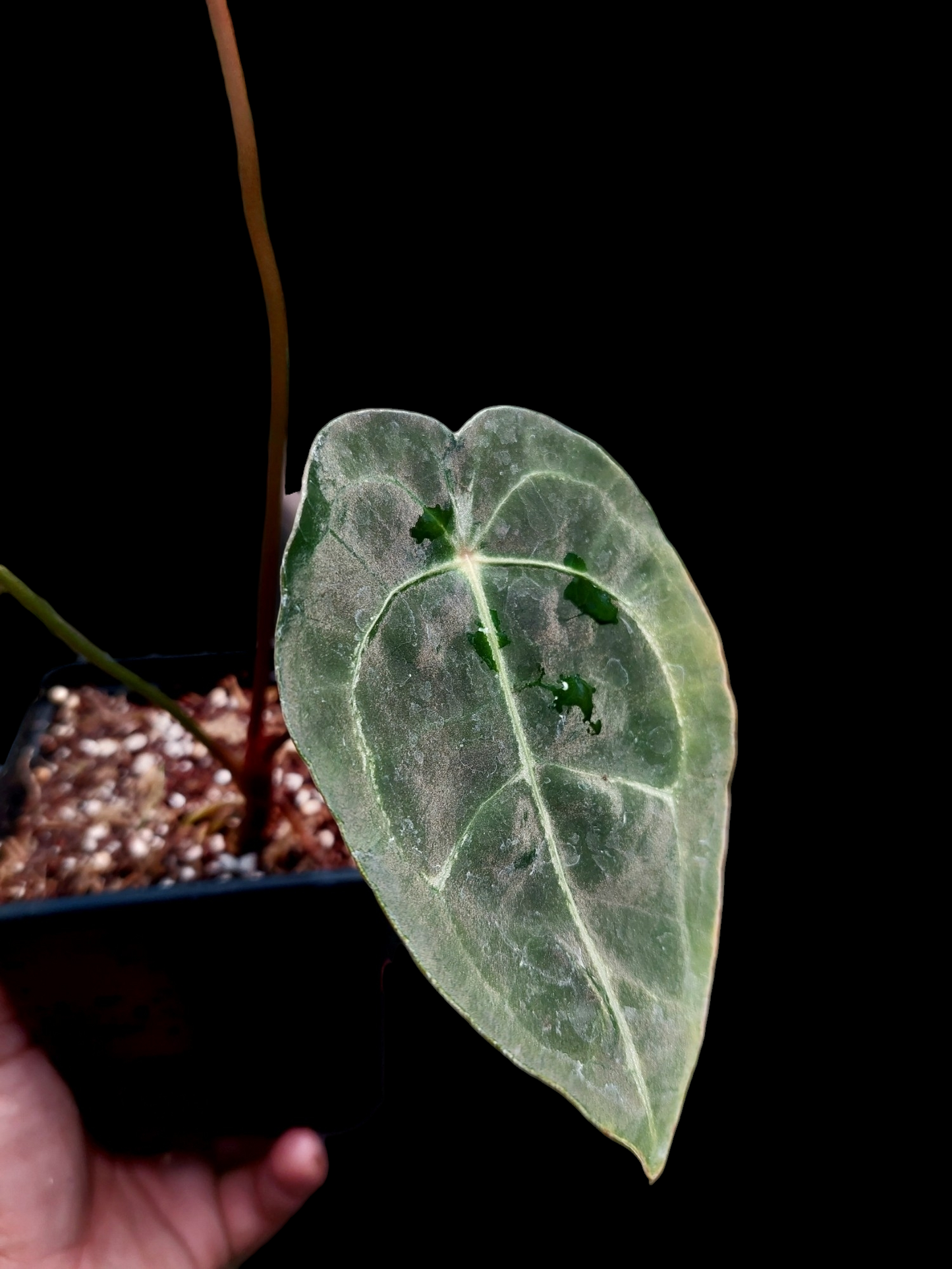 Anthurium Regale x Forgetii