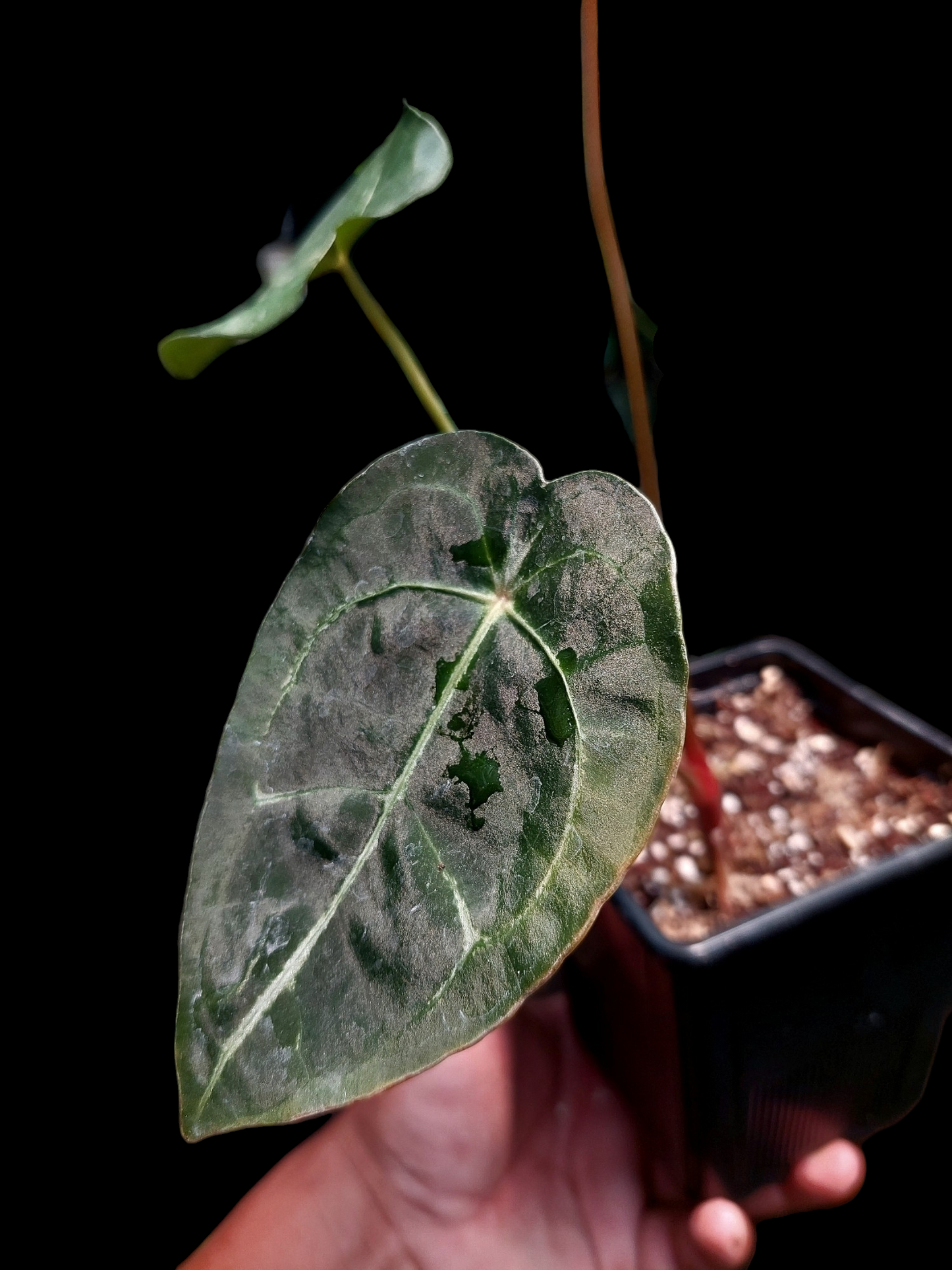 Anthurium Regale x Forgetii