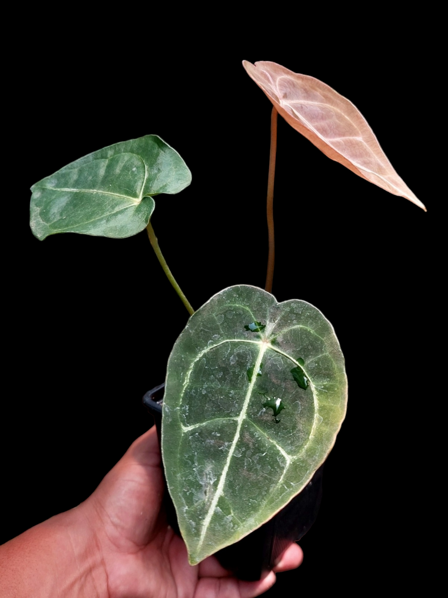 Anthurium Regale x Forgetii