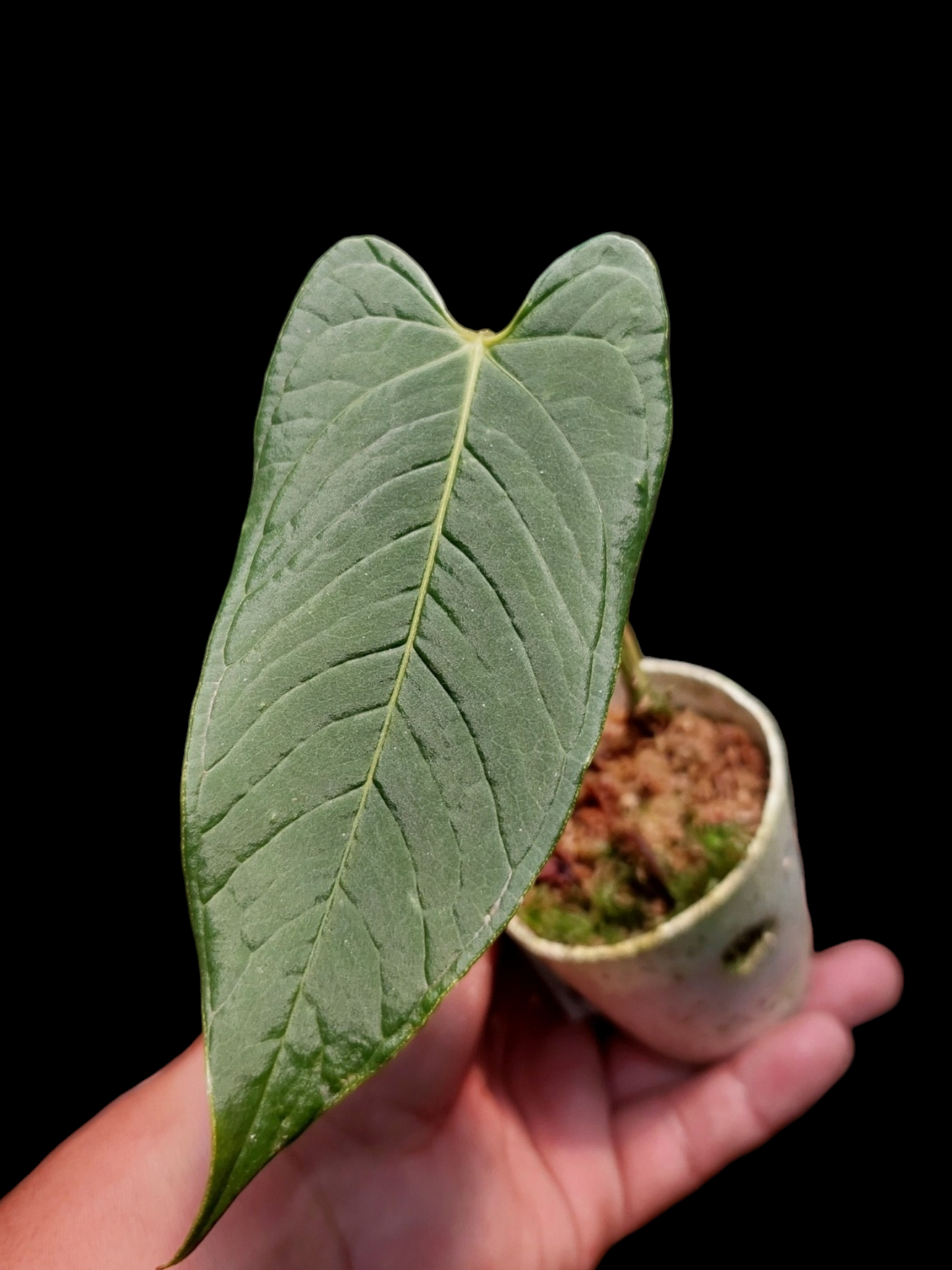 Anthurium boosii (EXACT PLANT)