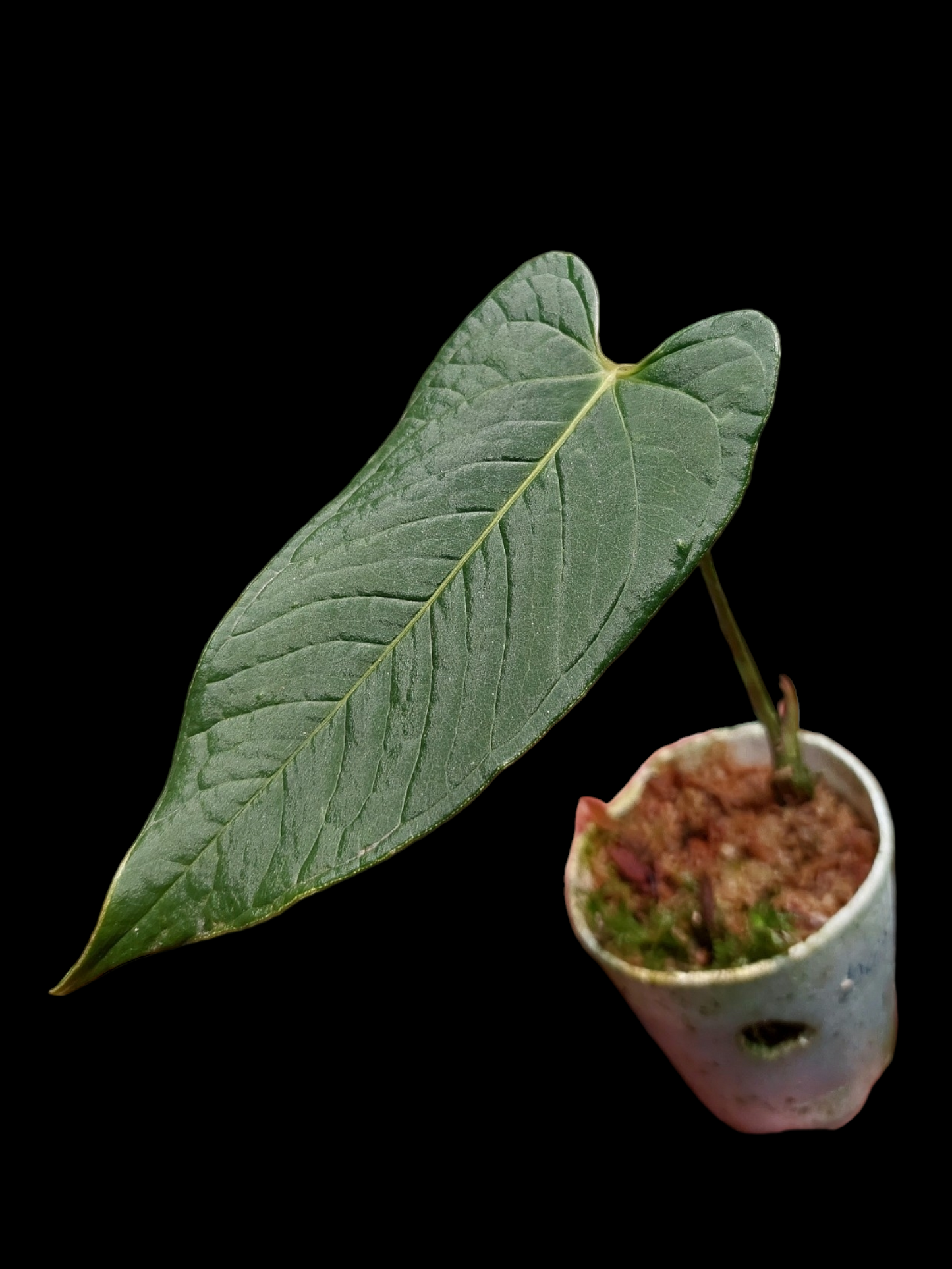 Anthurium boosii (EXACT PLANT)
