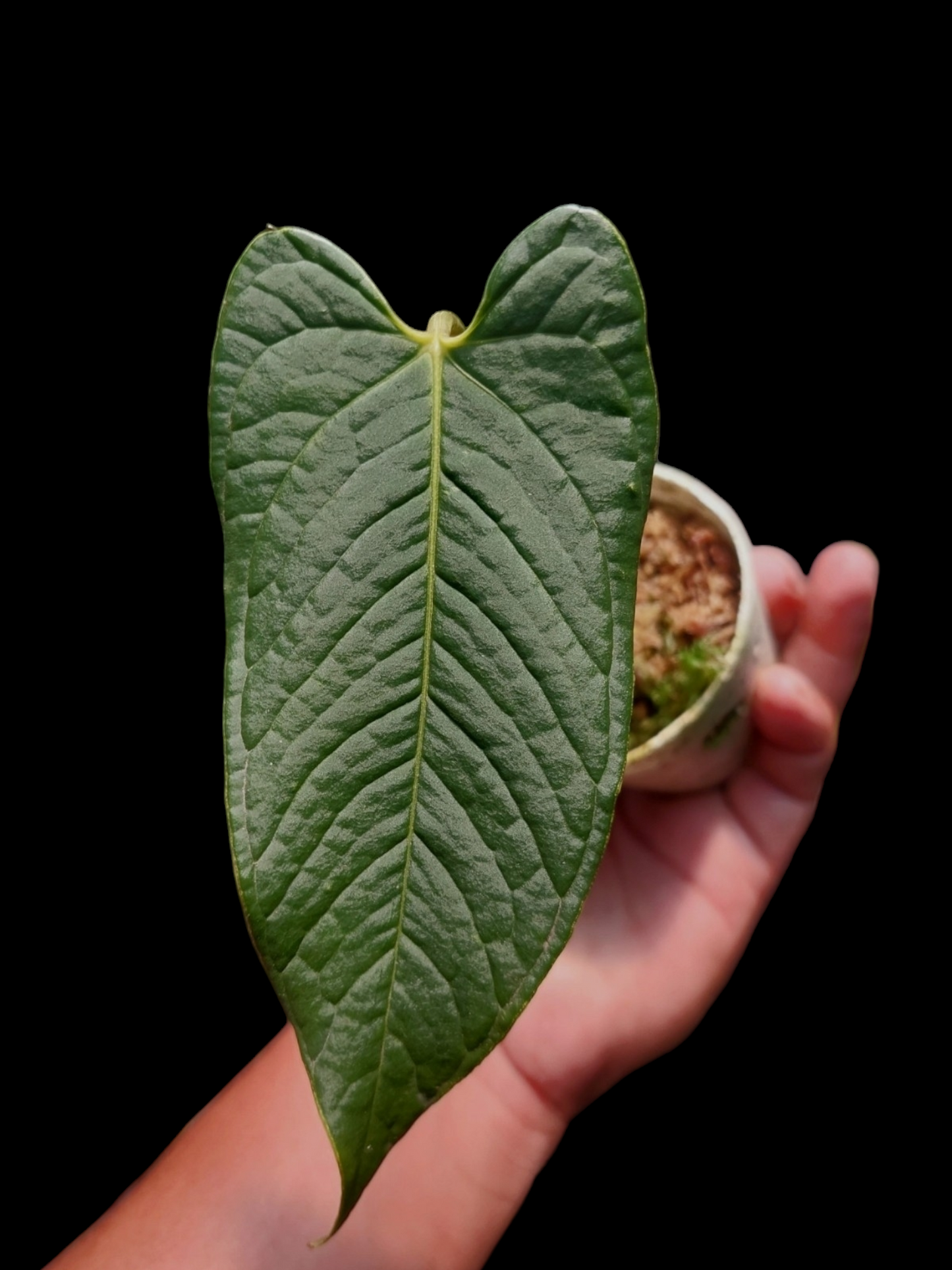 Anthurium boosii (EXACT PLANT)