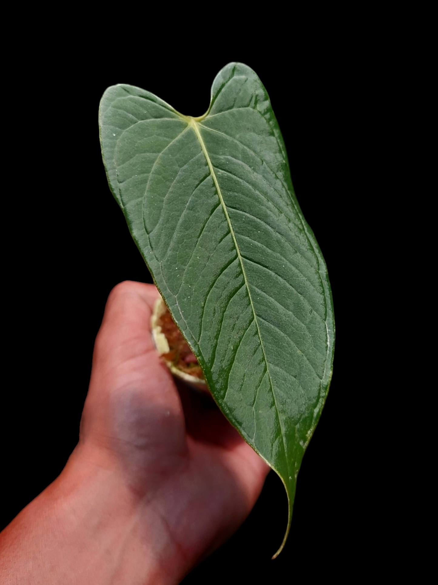 Anthurium boosii (EXACT PLANT)