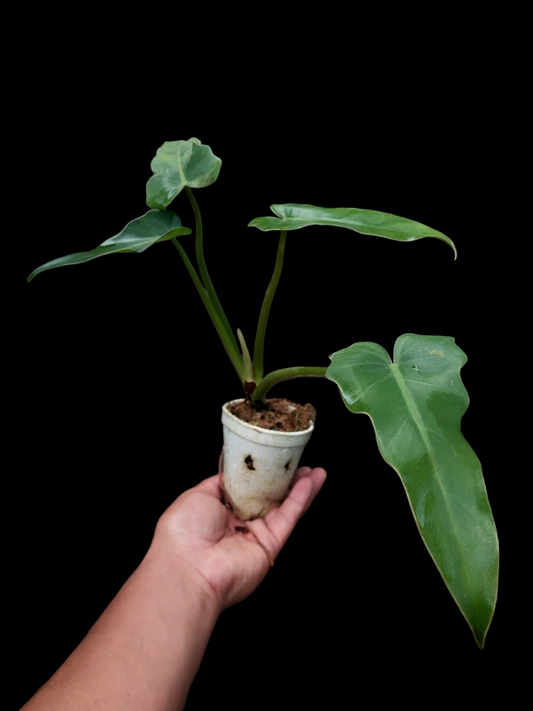 Philodendron sp. "Peruvianum" (EXACT PLANT)