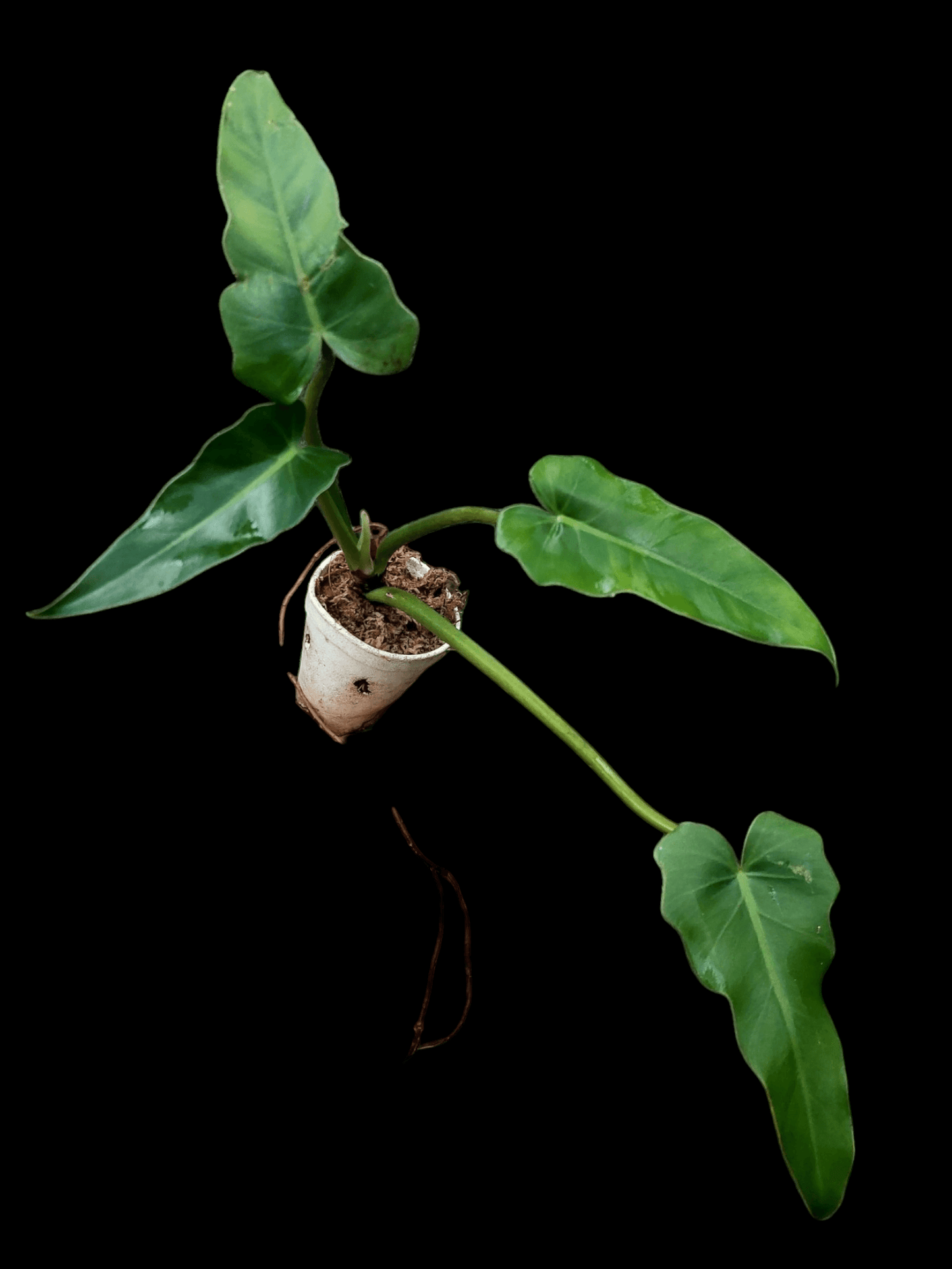 philodendron amazon rainforest Amazon Plants Peru