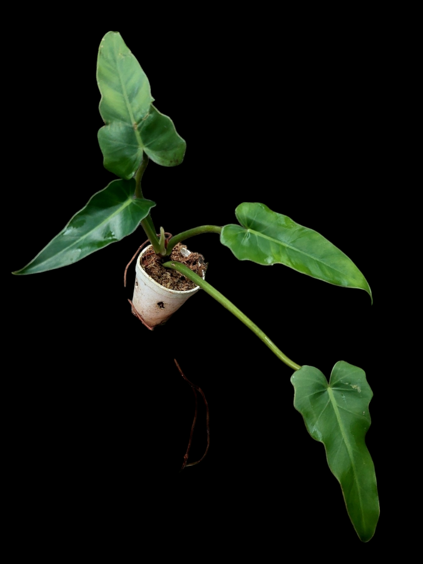 Philodendron sp. "Peruvianum" (EXACT PLANT)