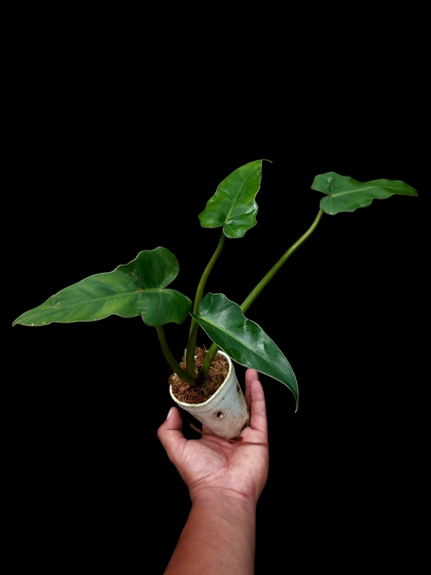 Philodendron sp. "Peruvianum" (EXACT PLANT)