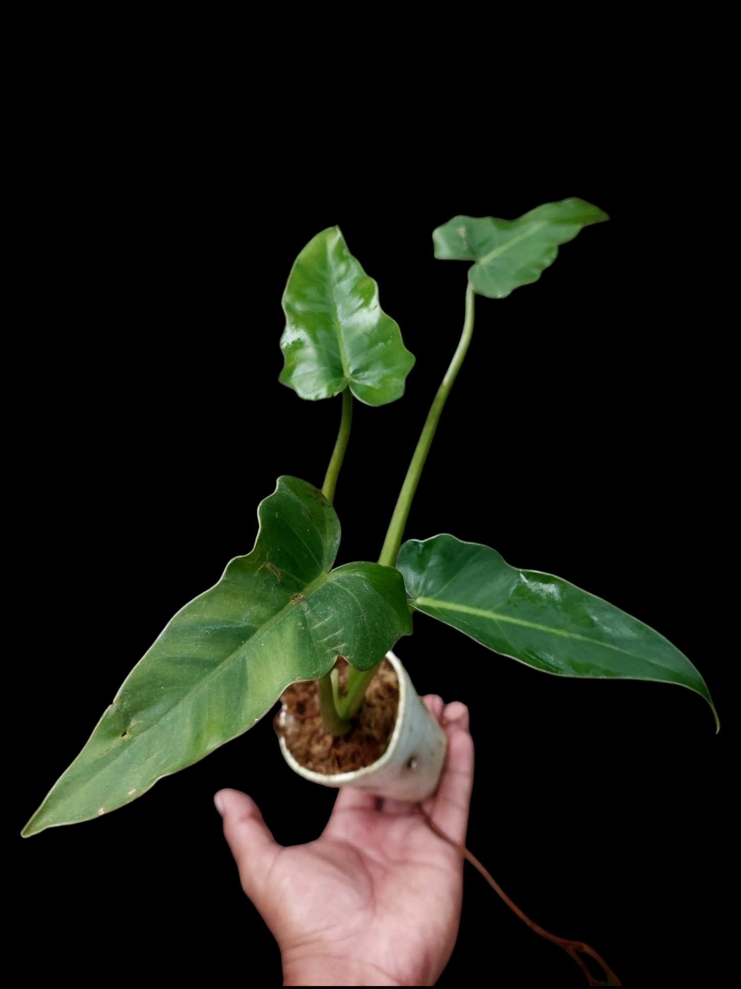 Philodendron sp. "Peruvianum" (EXACT PLANT)