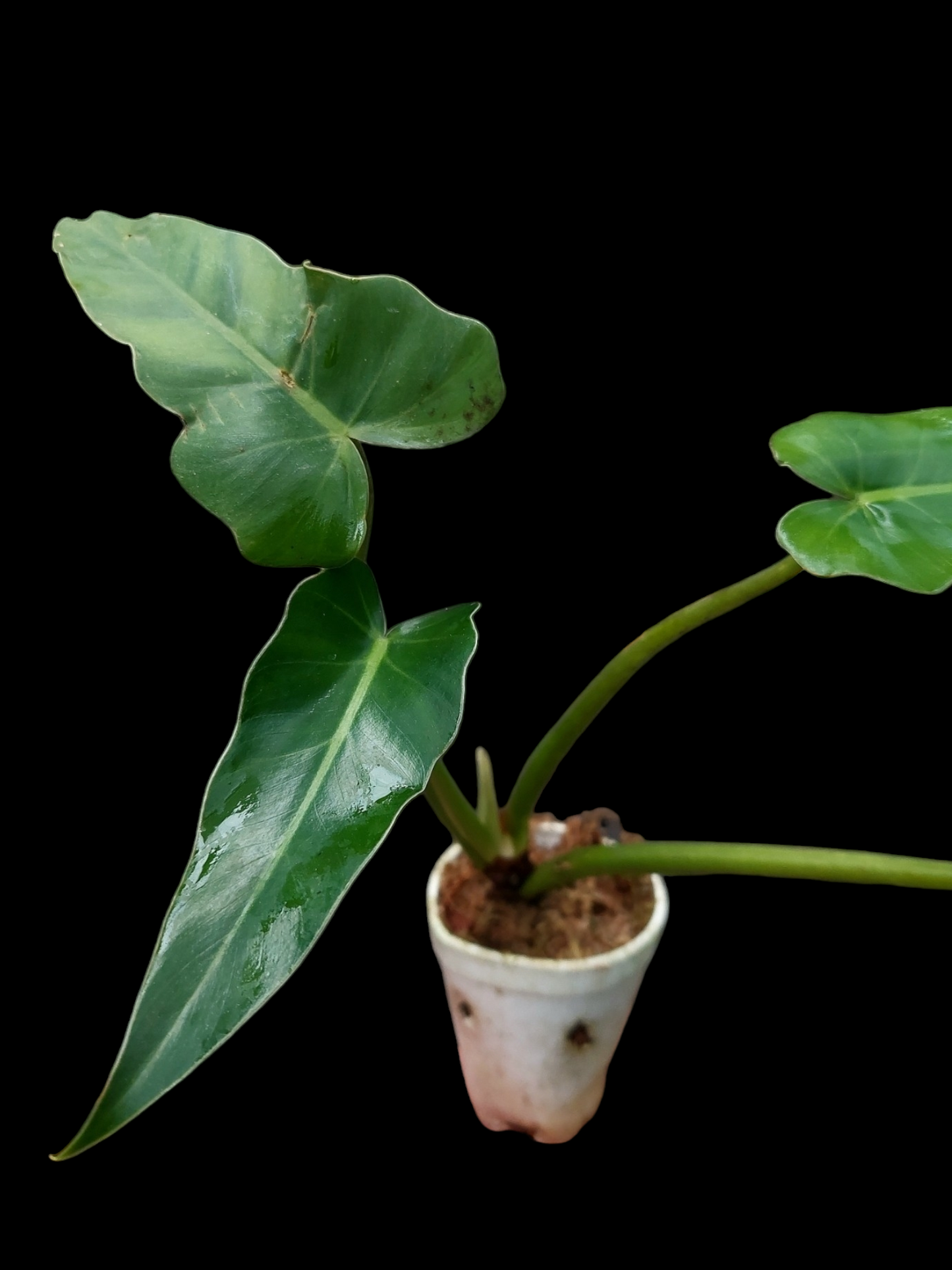 Philodendron sp. "Peruvianum" (EXACT PLANT)