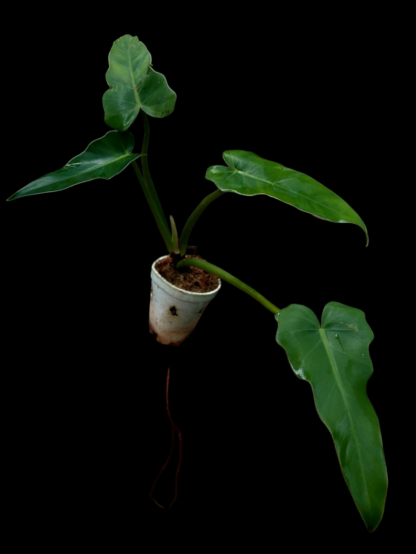 Philodendron sp. "Peruvianum" (EXACT PLANT)