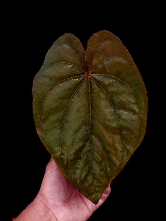 Anthurium Dressleri 'Colon' Ecotype Size L (EXACT PLANT)