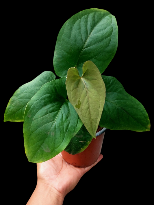 Anthurium Kunayalense Pure Specie with 8 Leaves (EXACT PLANT)
