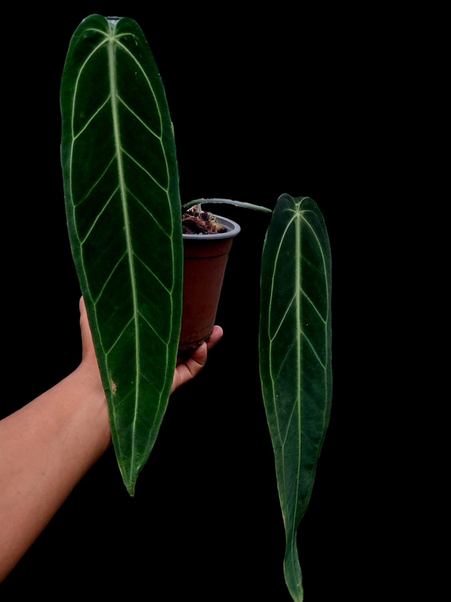 Anthurium Warocqueanum (EXACT PLANT)