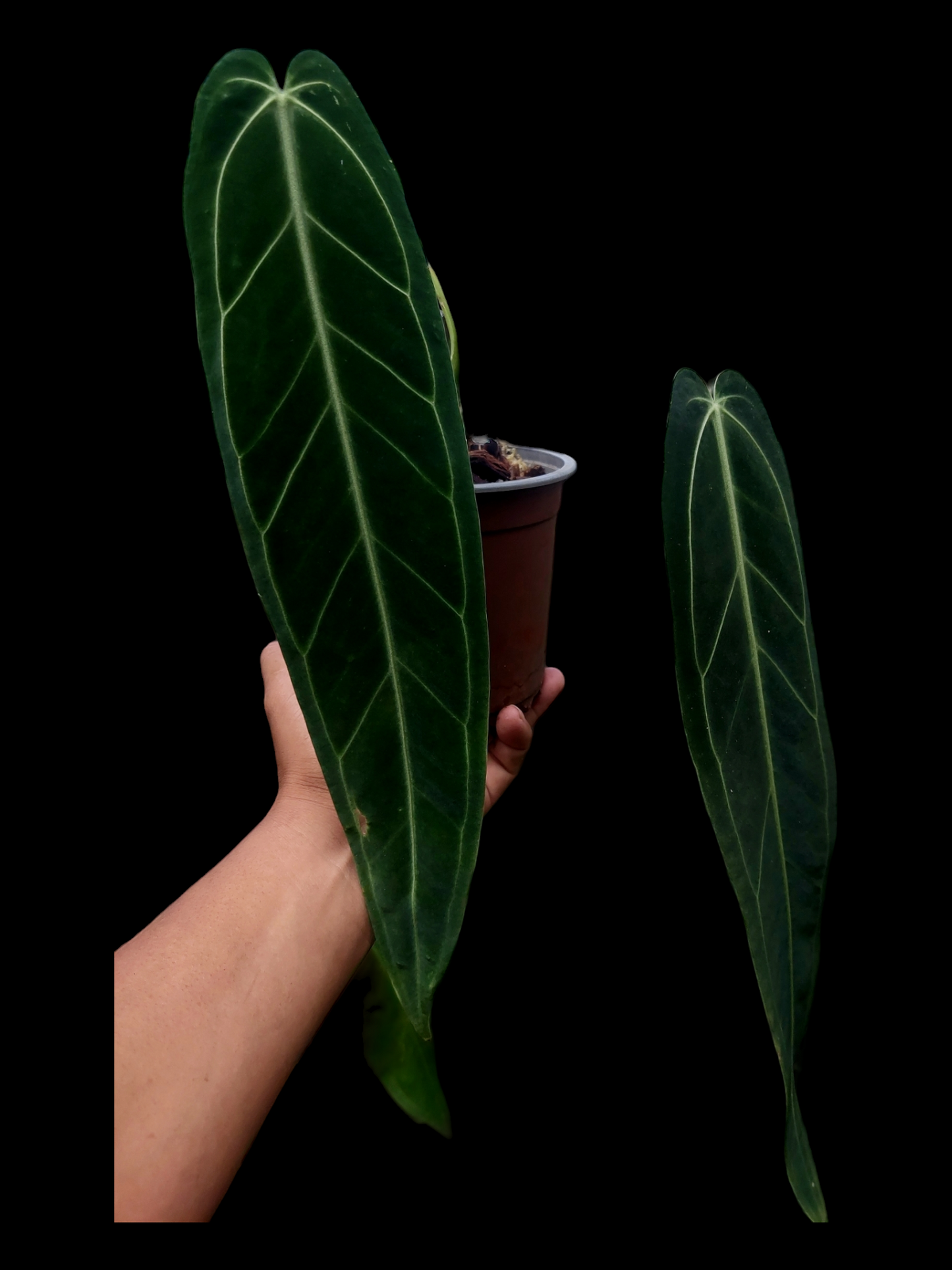 Anthurium Warocqueanum (EXACT PLANT)