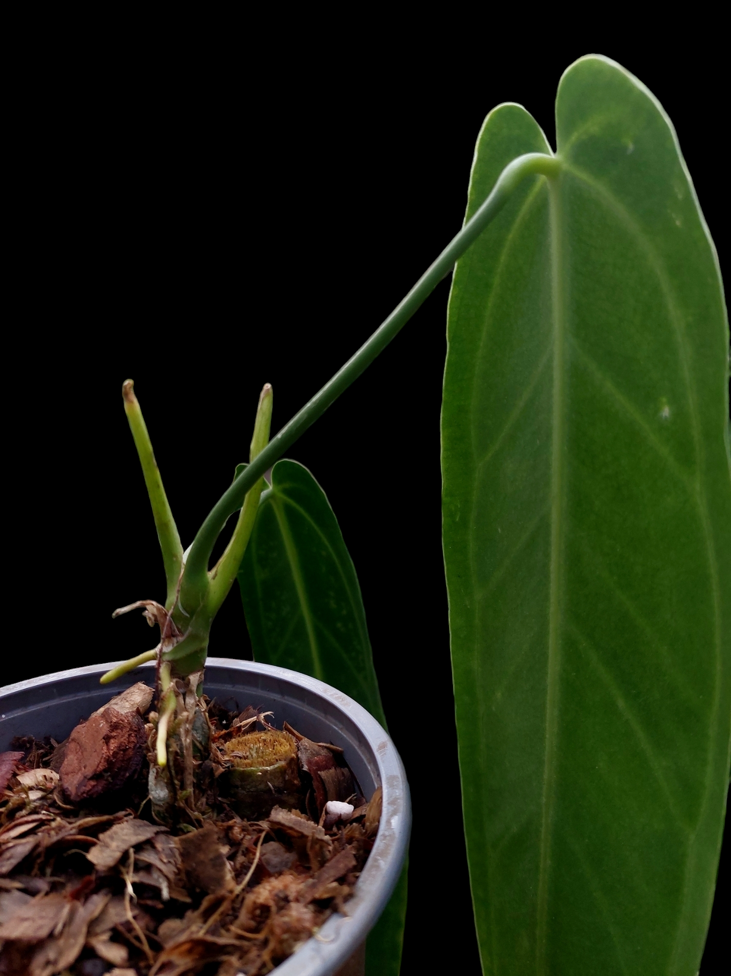 Anthurium Warocqueanum (EXACT PLANT)