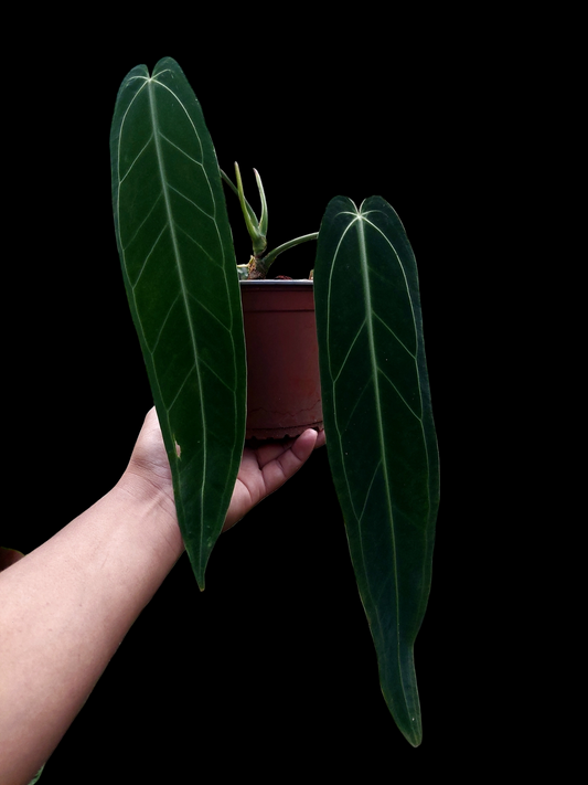 Anthurium Warocqueanum (EXACT PLANT)