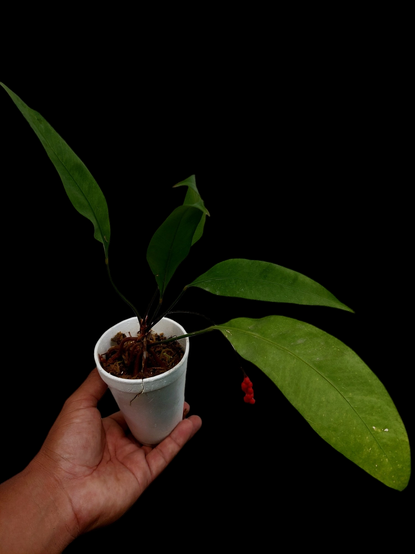 Anthurium Gracilis "Red Pearls" (EXACT PLANT)