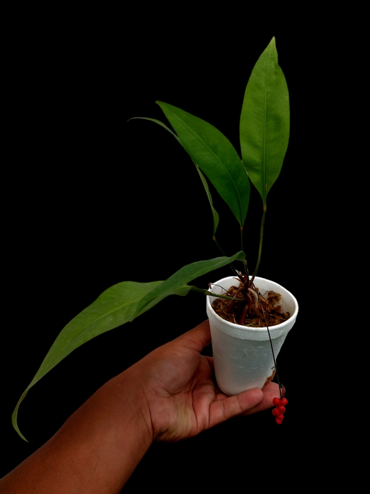 Anthurium Gracilis "Red Pearls" (EXACT PLANT)