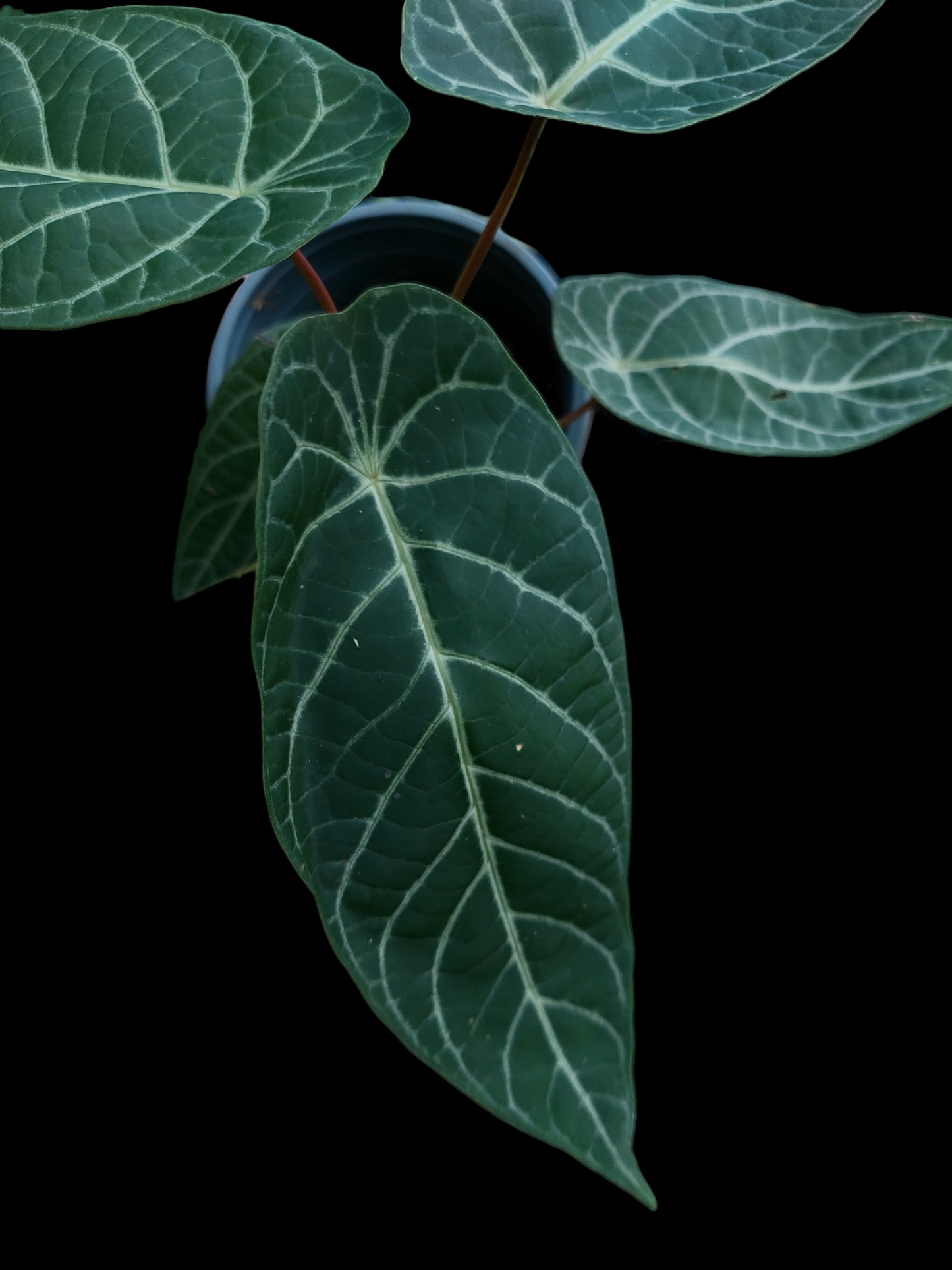 Piper Albert-Smithii Peru Ecotype (EXACT PLANT)
