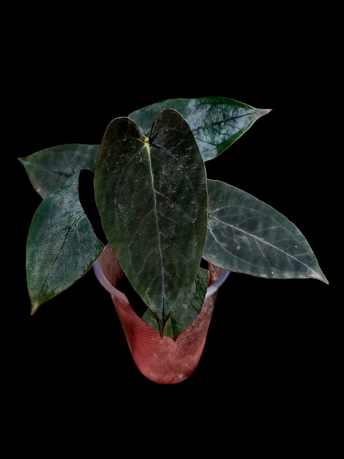 Anthurium Black Velvet Eastern Panama (BVEP) (EXACT PLANT)