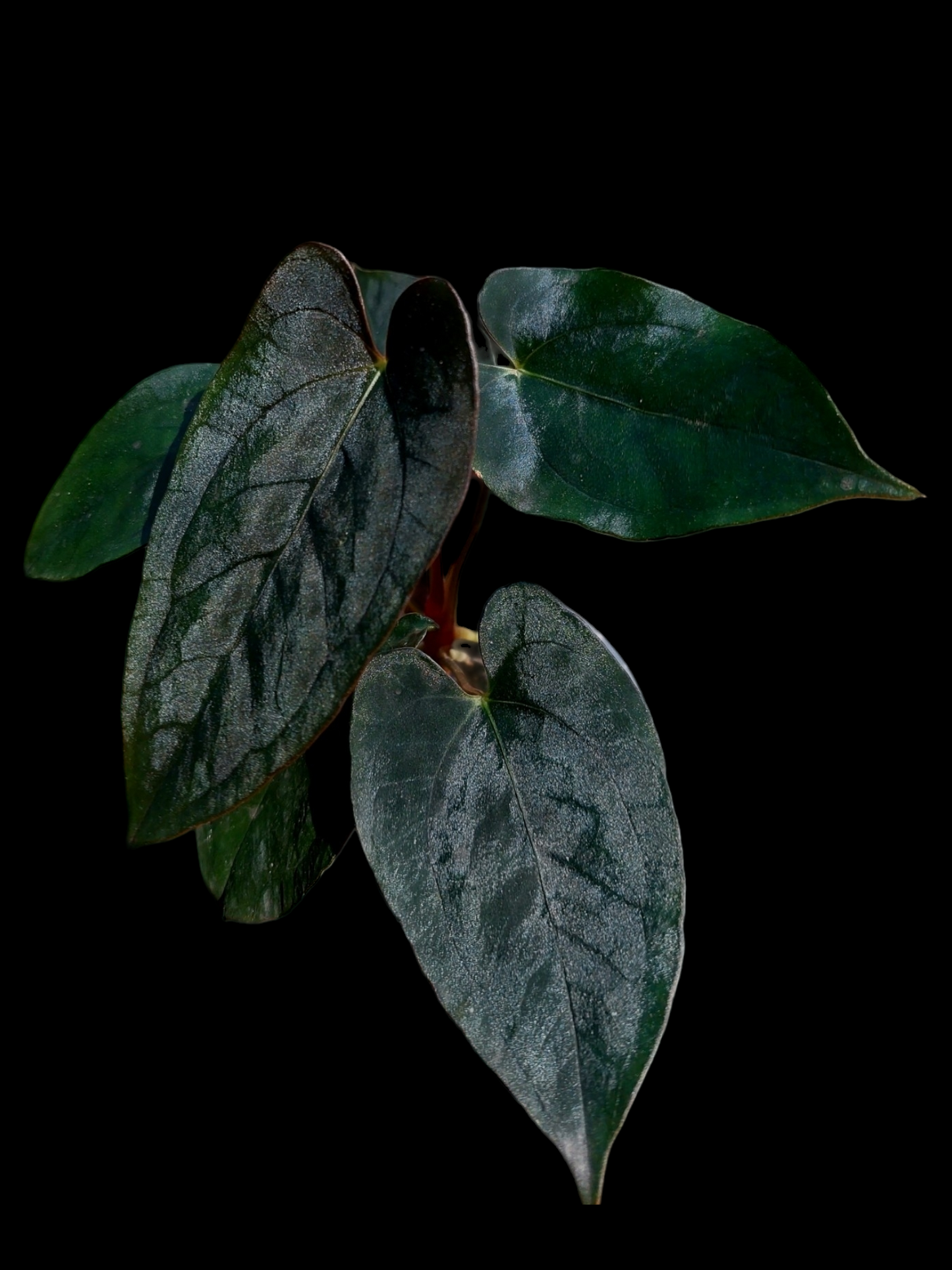 Anthurium Black Velvet Eastern Panama (BVEP) (EXACT PLANT)