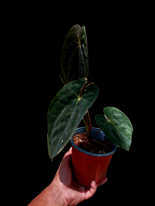 Anthurium papillilaminum 'Lago Gatun' ecotype 4 Leaves (EXACT PLANT)