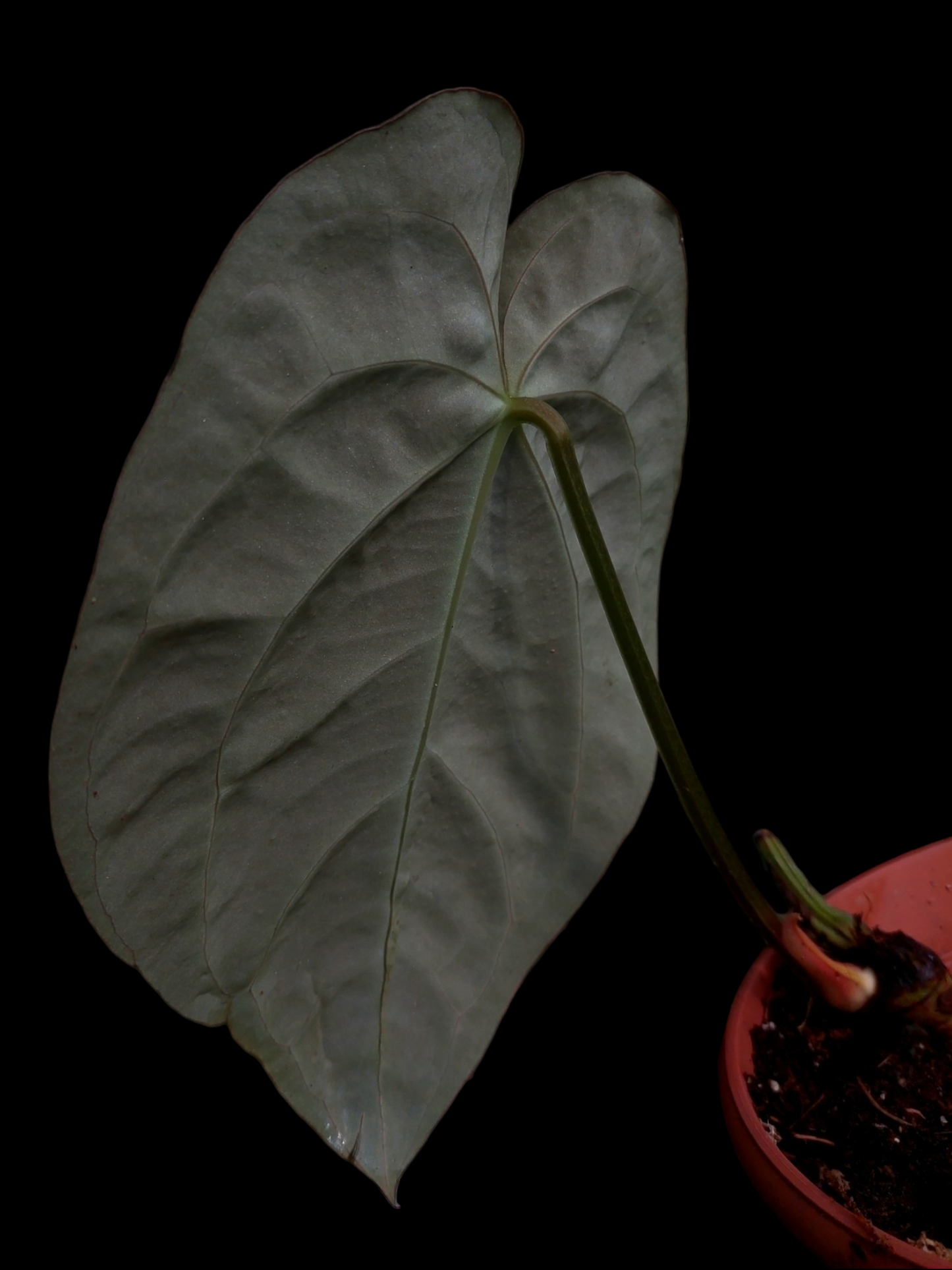 Anthurium Carlablackiae Pure Specie Big Plant (EXACT PLANT)