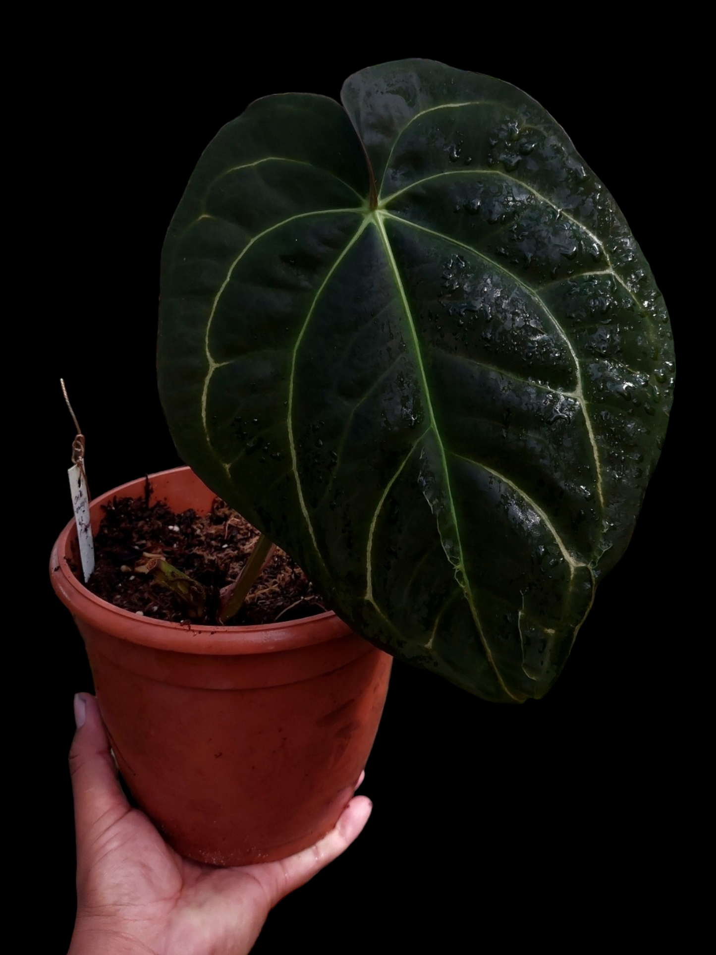 Anthurium Carlablackiae Pure Specie Big Plant (EXACT PLANT)