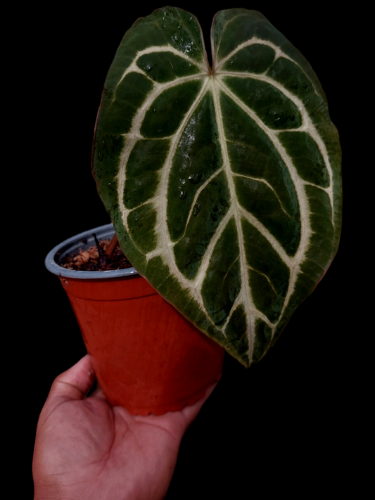 Anthurium Carlablackiae Pure Specie Size: L (EXACT PLANT)