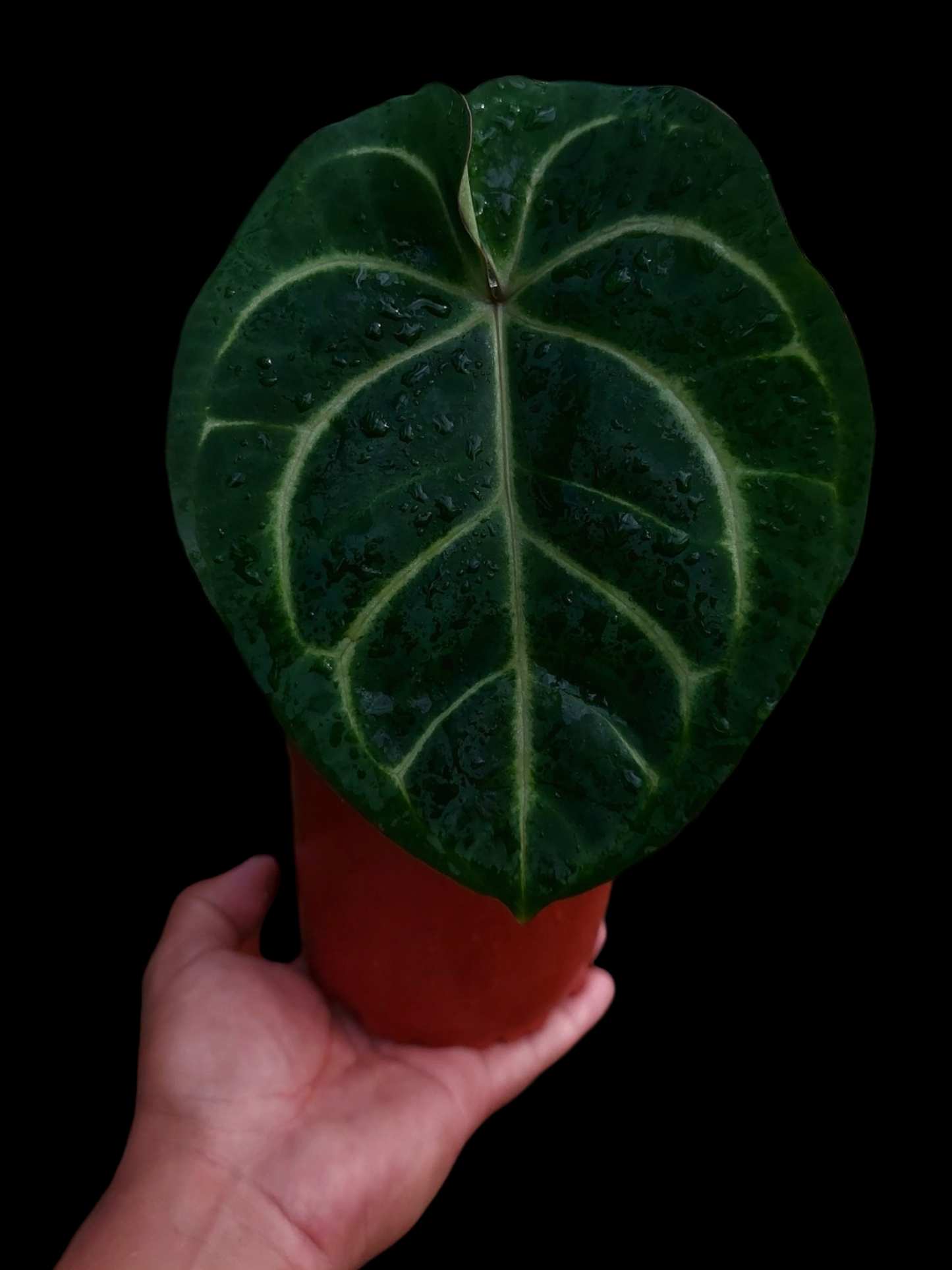 Anthurium Carlablackiae Pure Specie Size: Medium (EXACT PLANT)