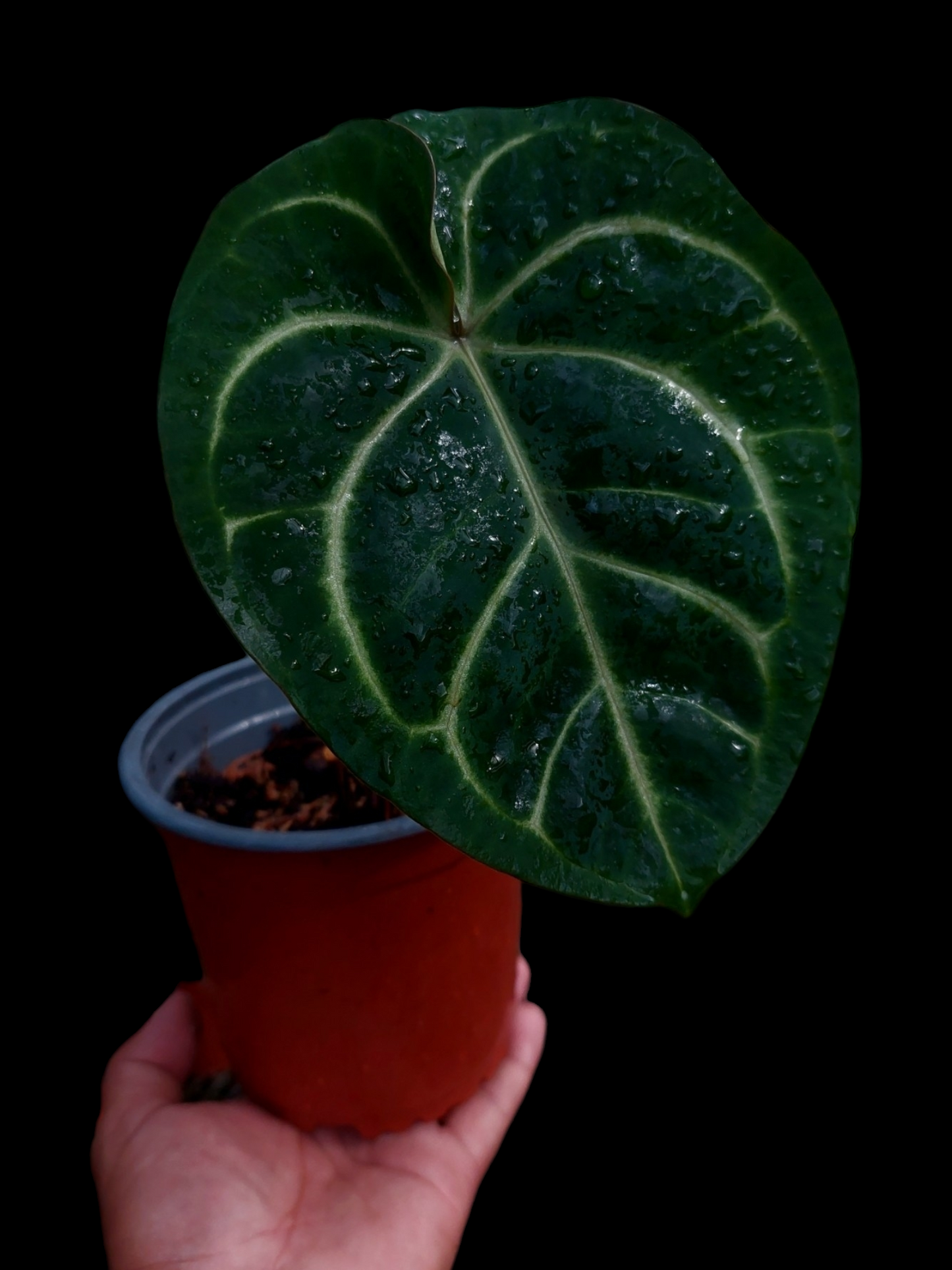 Anthurium Carlablackiae Pure Specie Size: Medium (EXACT PLANT)