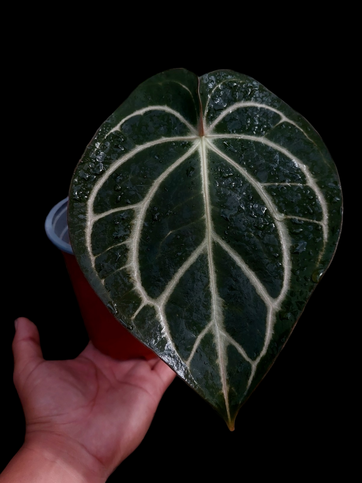 Anthurium Carlablackiae Pure Specie (EXACT PLANT)