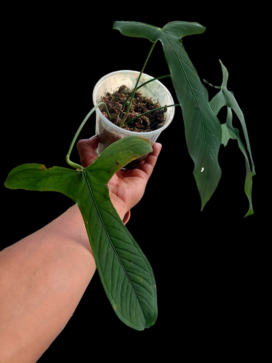 Anthurium Argyrostachyum "Velvety" (EXACT PLANT)