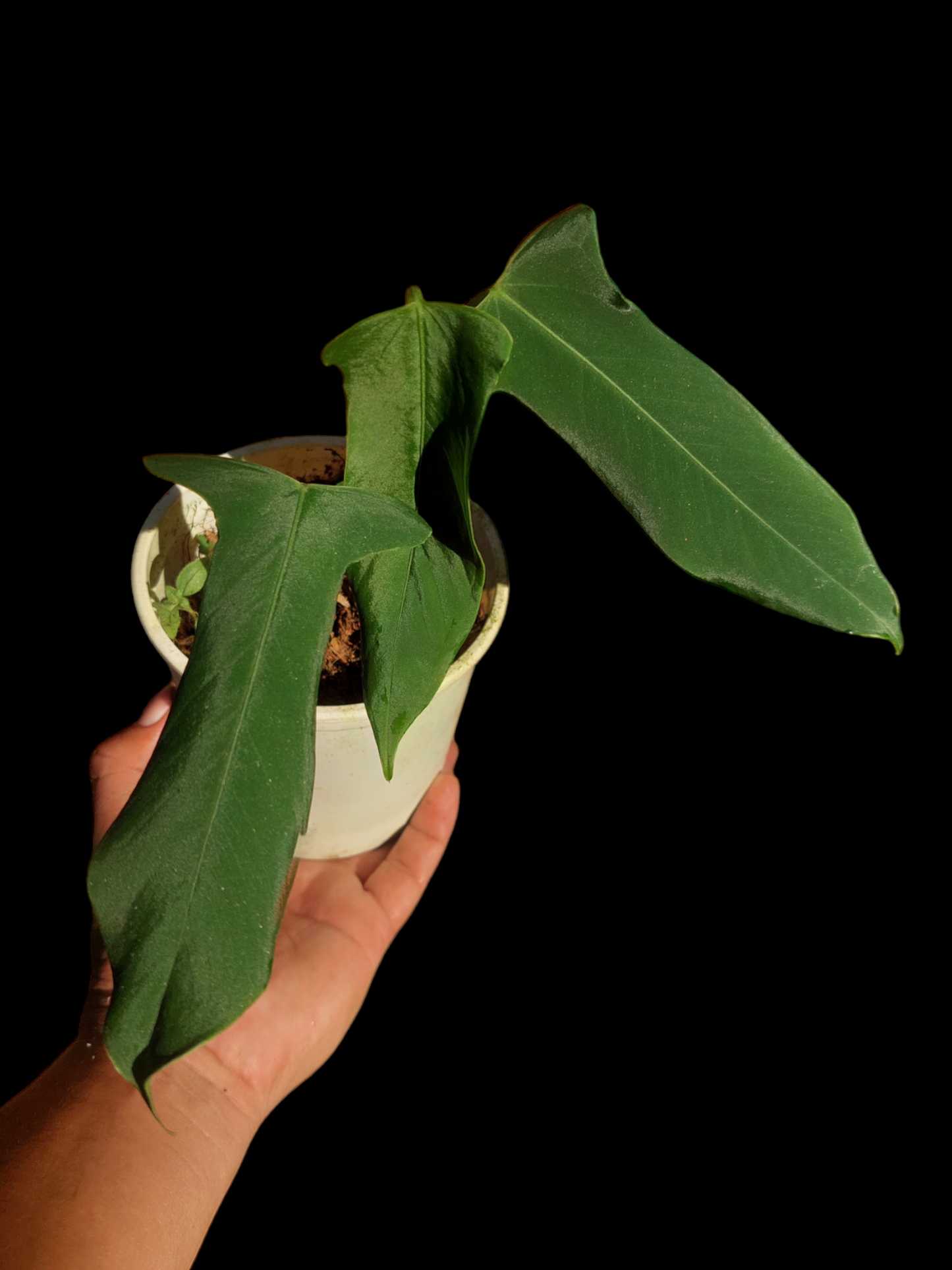 Anthurium Argyrostachyum "Velvety" (EXACT PLANT)