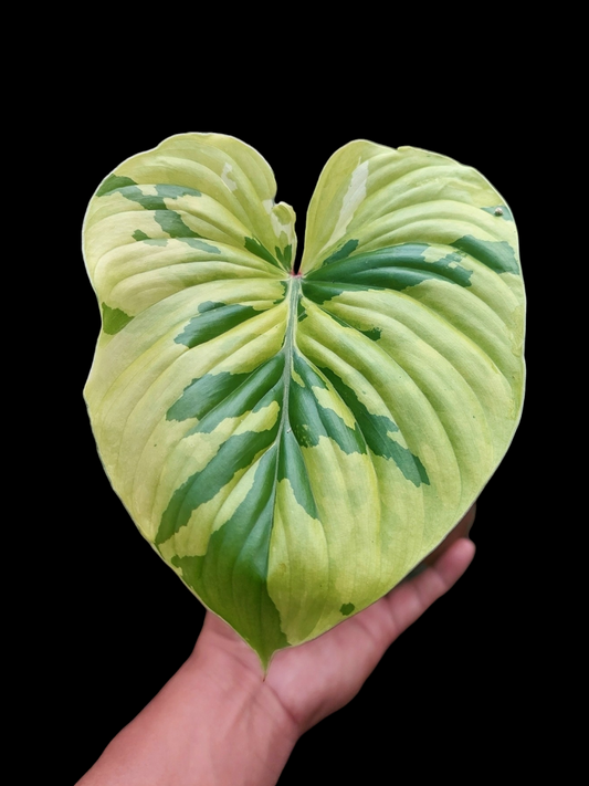 Philodendron Plowmanii Variegated (EXACT PLANT)