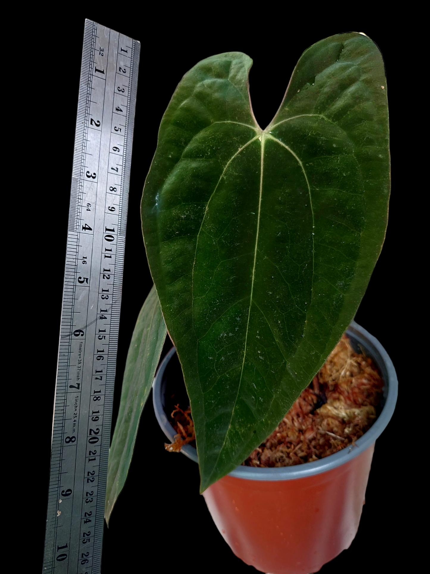Anthurium Papillilaminum 'Portobelo' ecotype (EXACT PLANT)