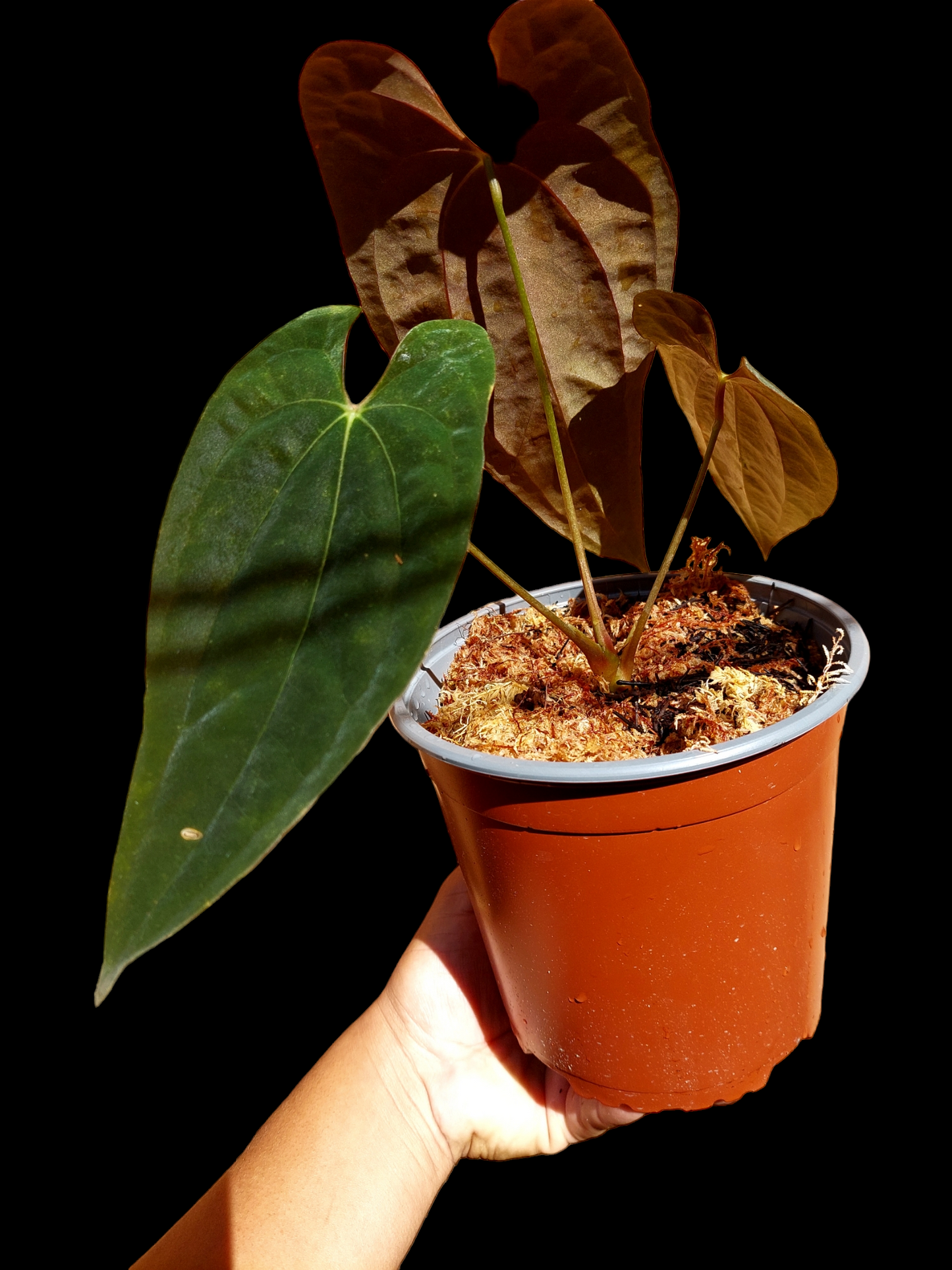 Anthurium Papillilaminum 'Portobelo' ecotype (EXACT PLANT)