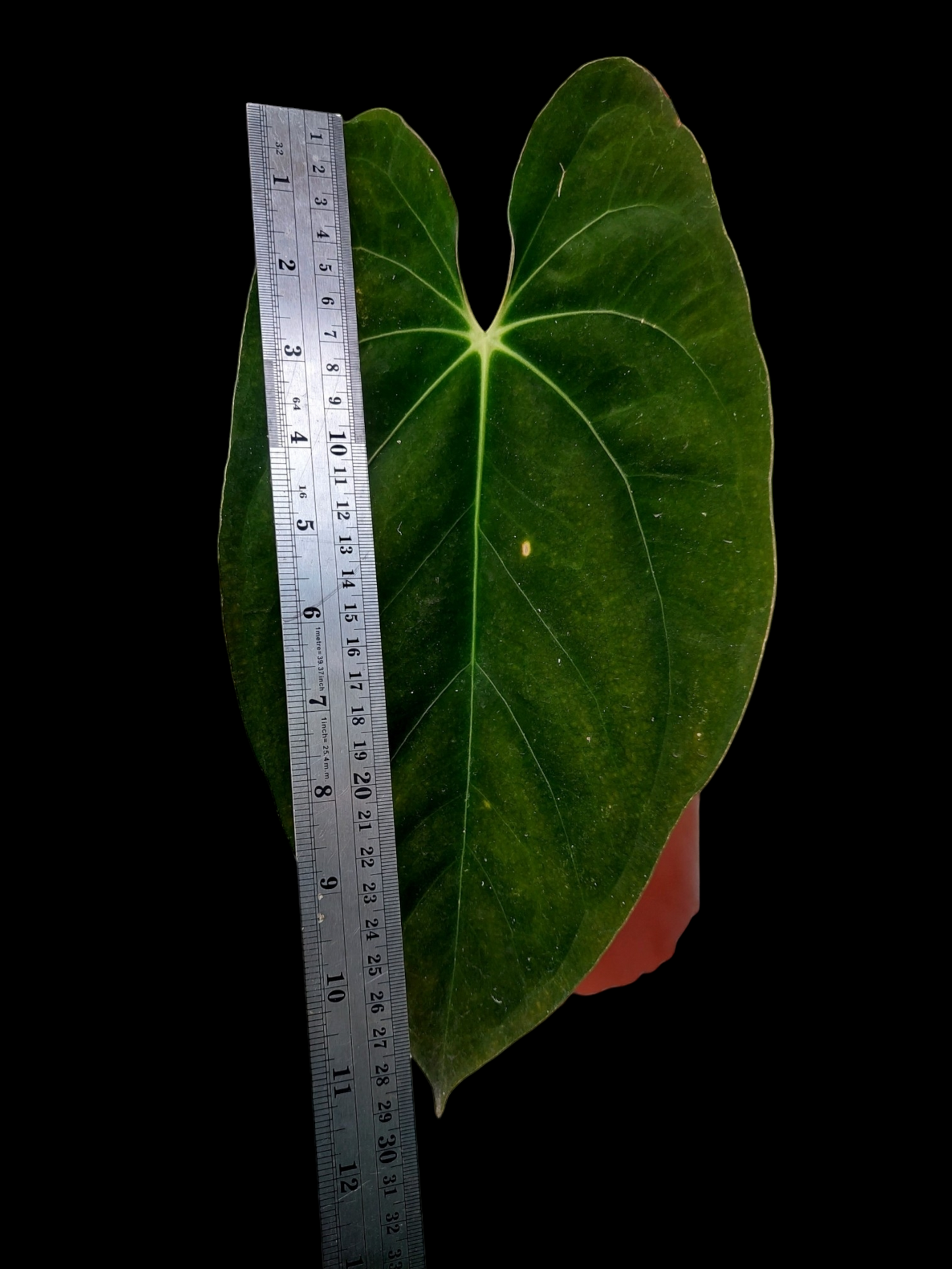 Anthurium Papillilaminum 'Guna yala' ecotype Big Plant (EXACT PLANT)