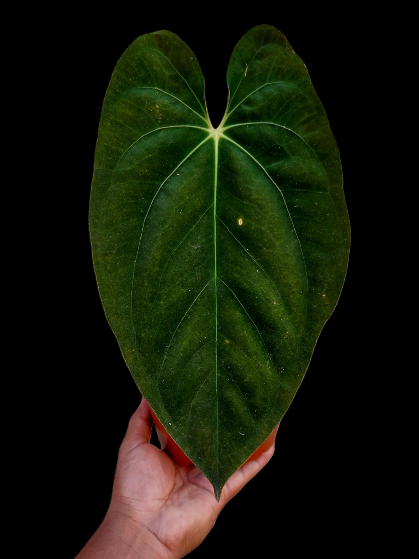 Anthurium Papillilaminum 'Guna yala' ecotype Big Plant (EXACT PLANT)