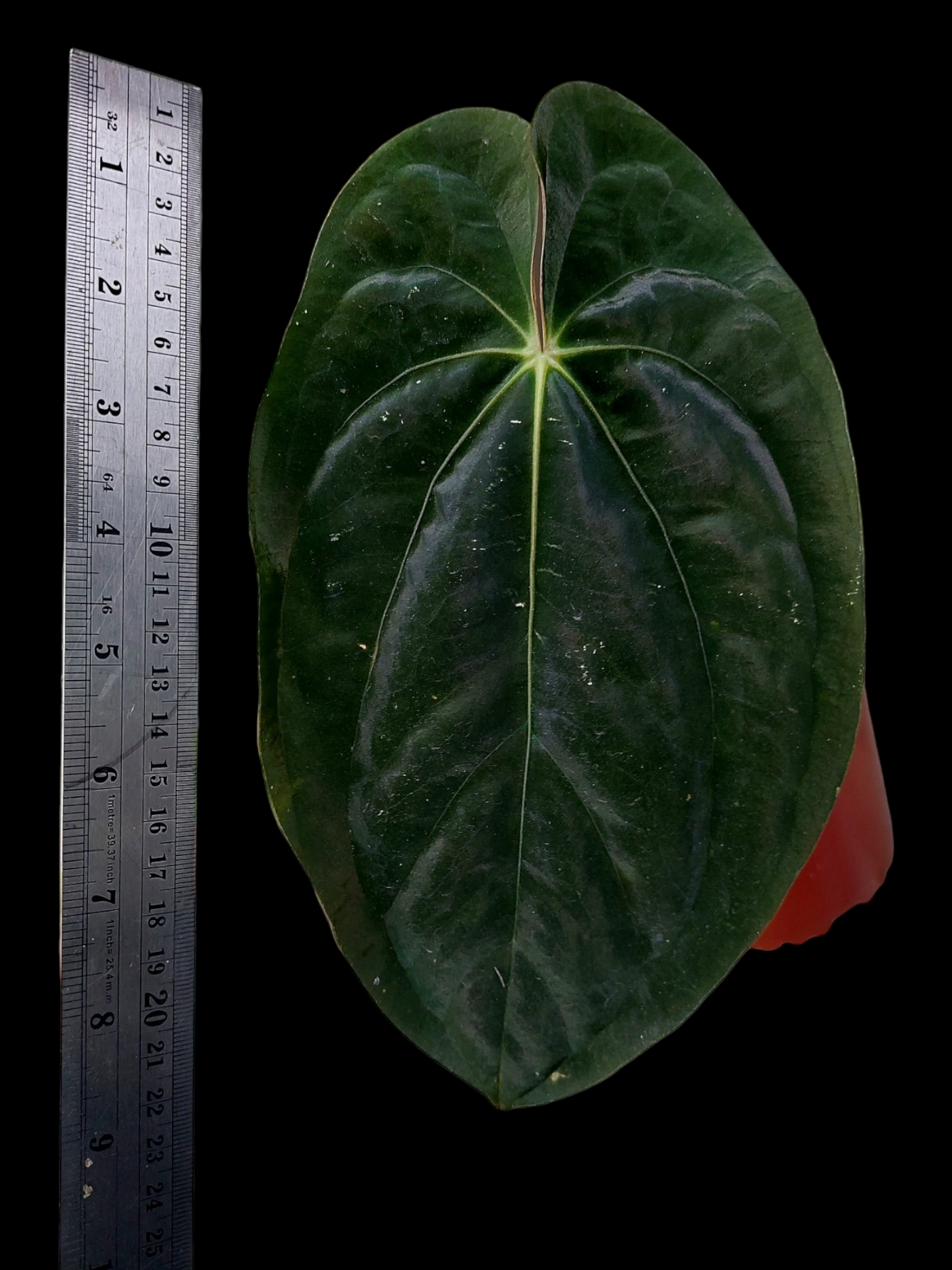 Anthurium papillilaminum 'Lago Gatun' ecotype (EXACT PLANT) A0099
