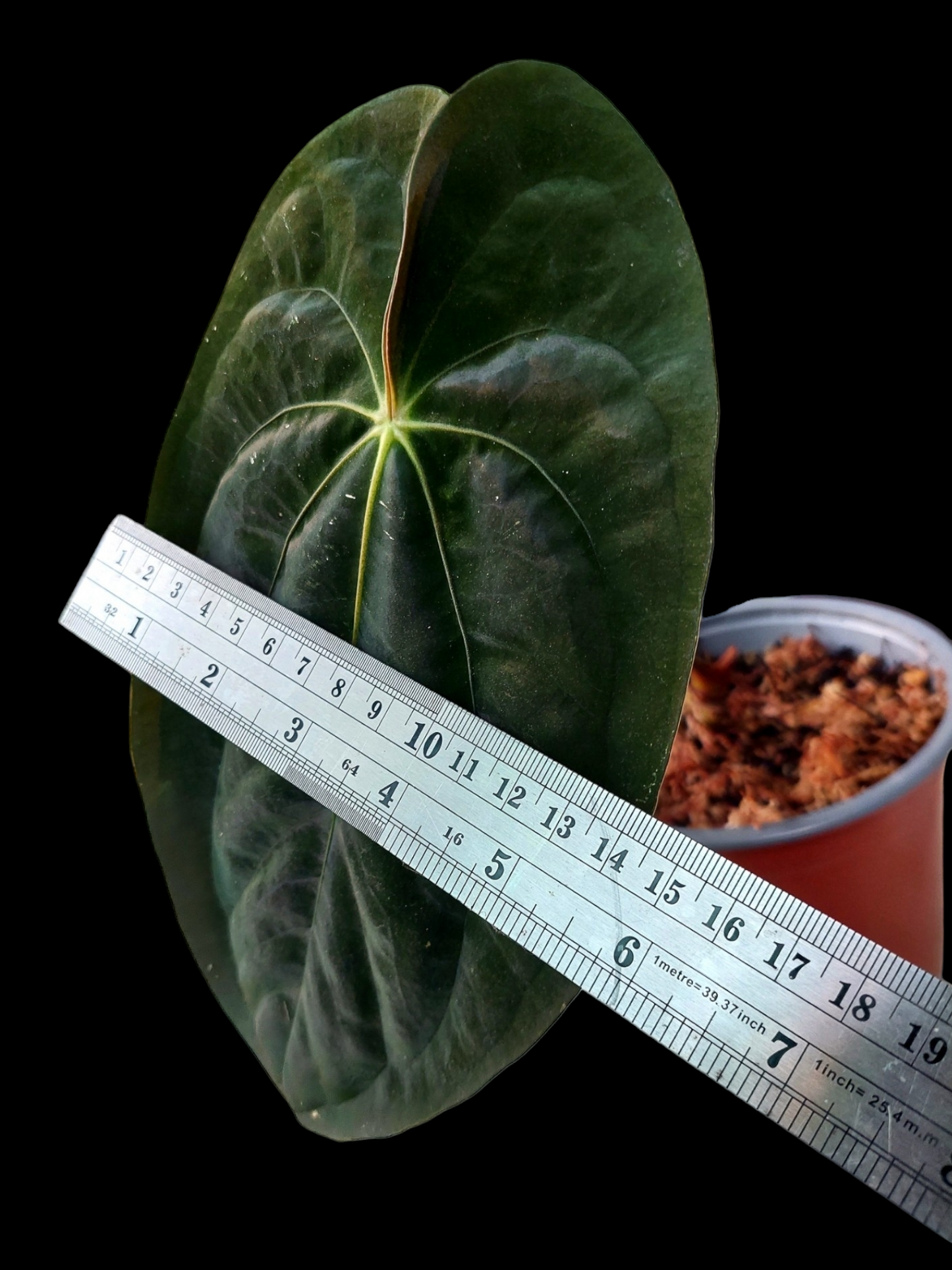 Anthurium papillilaminum 'Lago Gatun' ecotype (EXACT PLANT) A0099