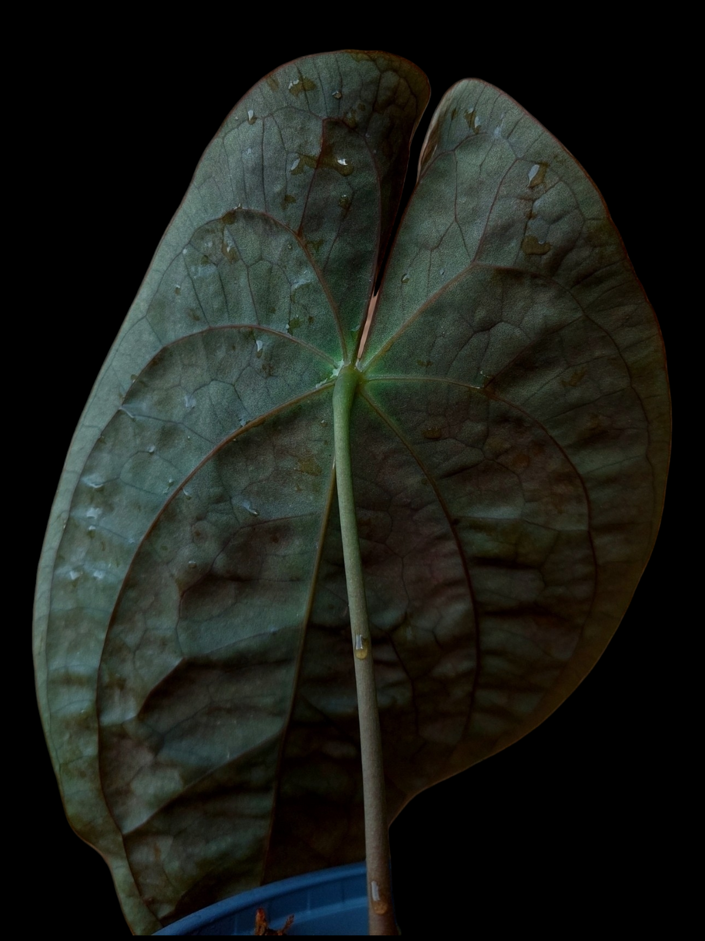 Anthurium Papillilaminum 'Guna yala' ecotype (EXACT PLANT) A0100