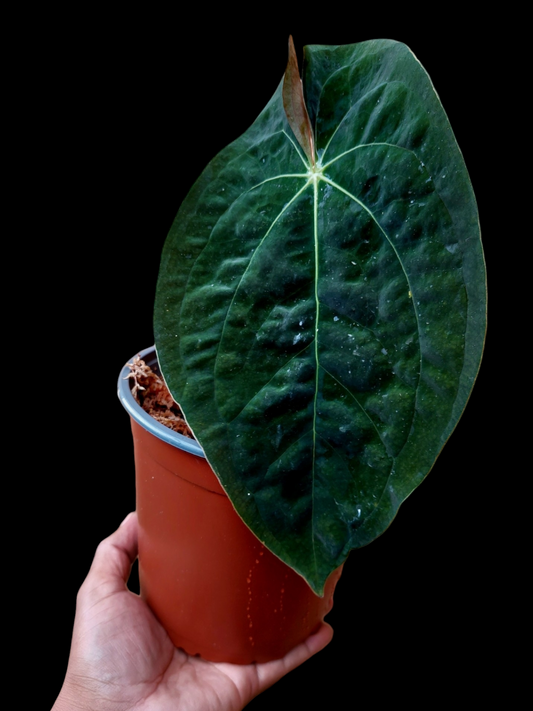 Anthurium Papillilaminum 'Guna yala' ecotype (EXACT PLANT) A0100