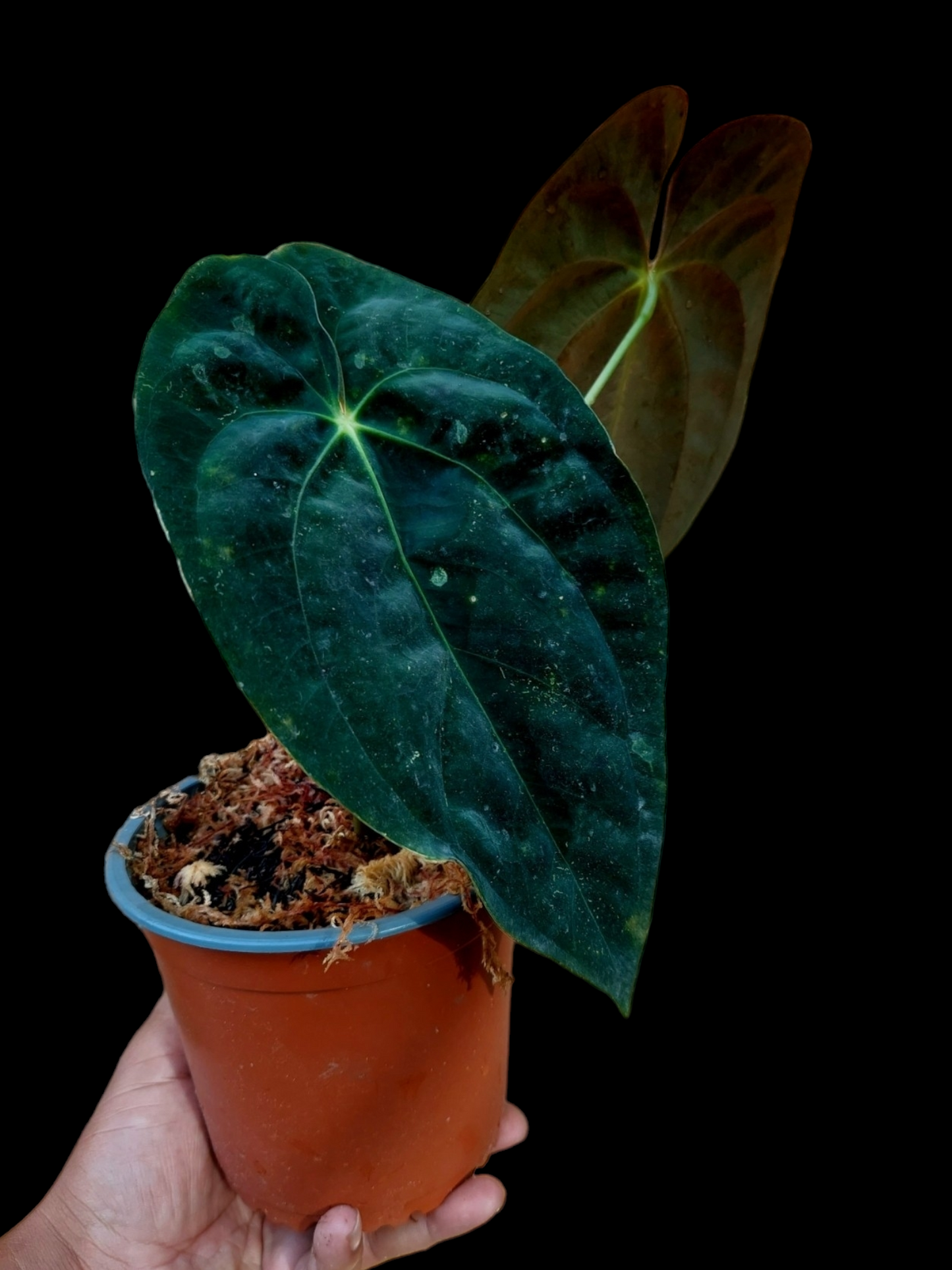 Anthurium Papillilaminum 'Guna yala' ecotype (EXACT PLANT) A0101