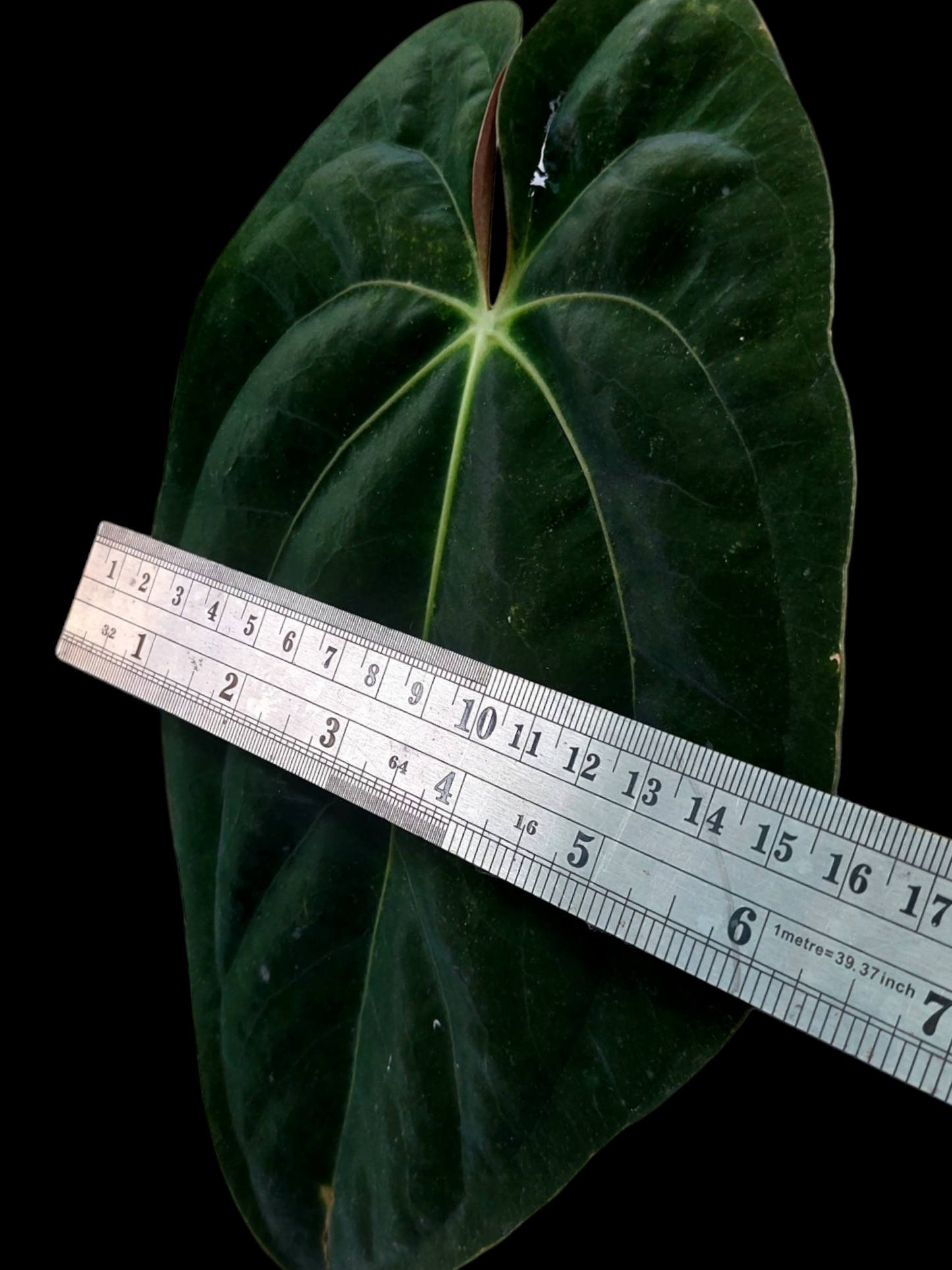Anthurium Papillilaminum 'Guna yala' ecotype (EXACT PLANT) A0101